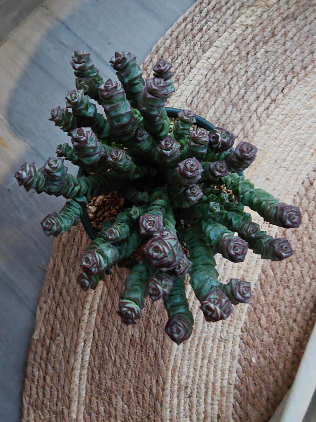 Succulent Ceramic Green Planter – Crassula ‘Jade Necklace’ - SlowBloomGreens