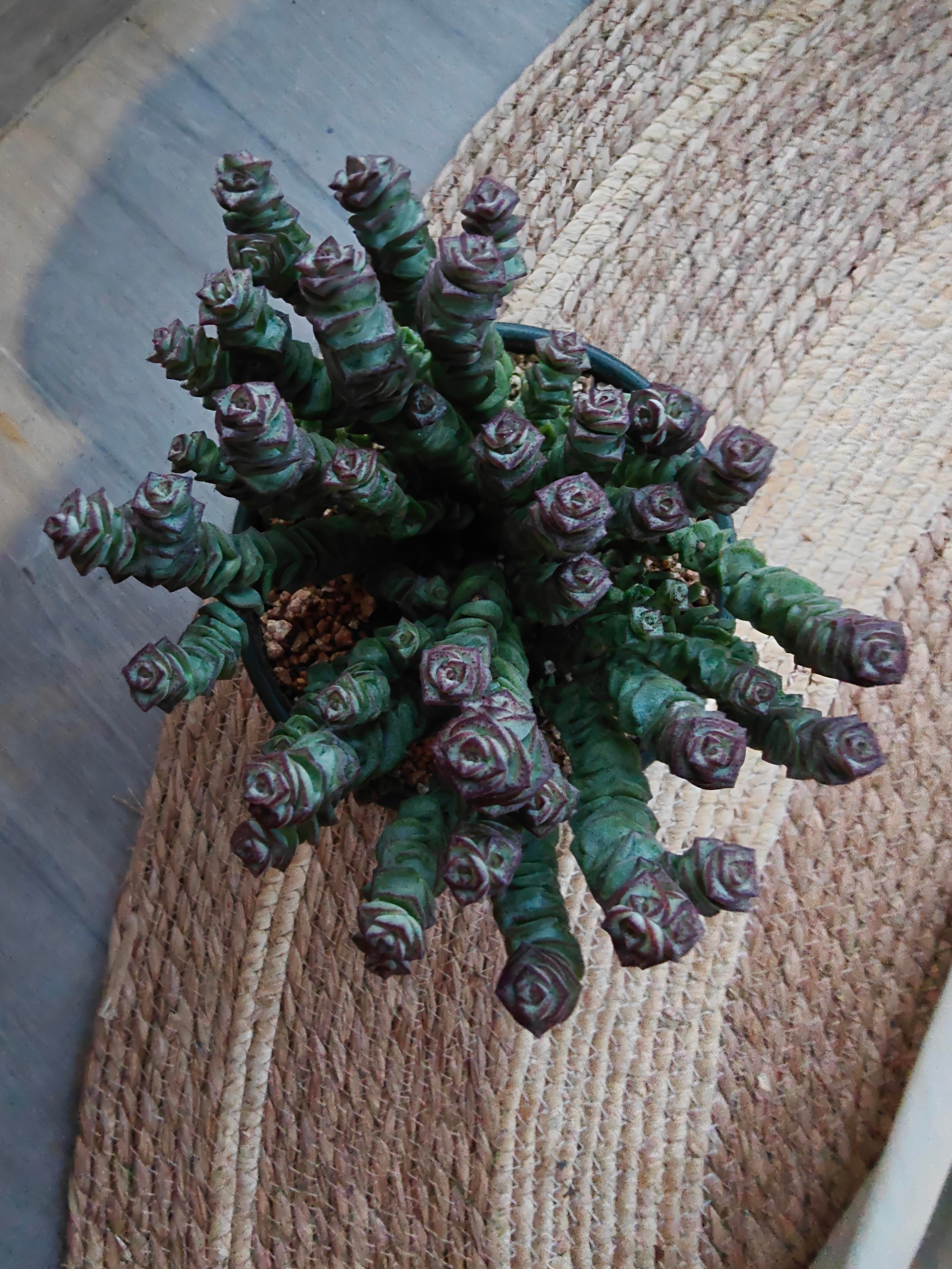 Succulent Ceramic Green Planter – Crassula ‘Jade Necklace’ - SlowBloomGreens