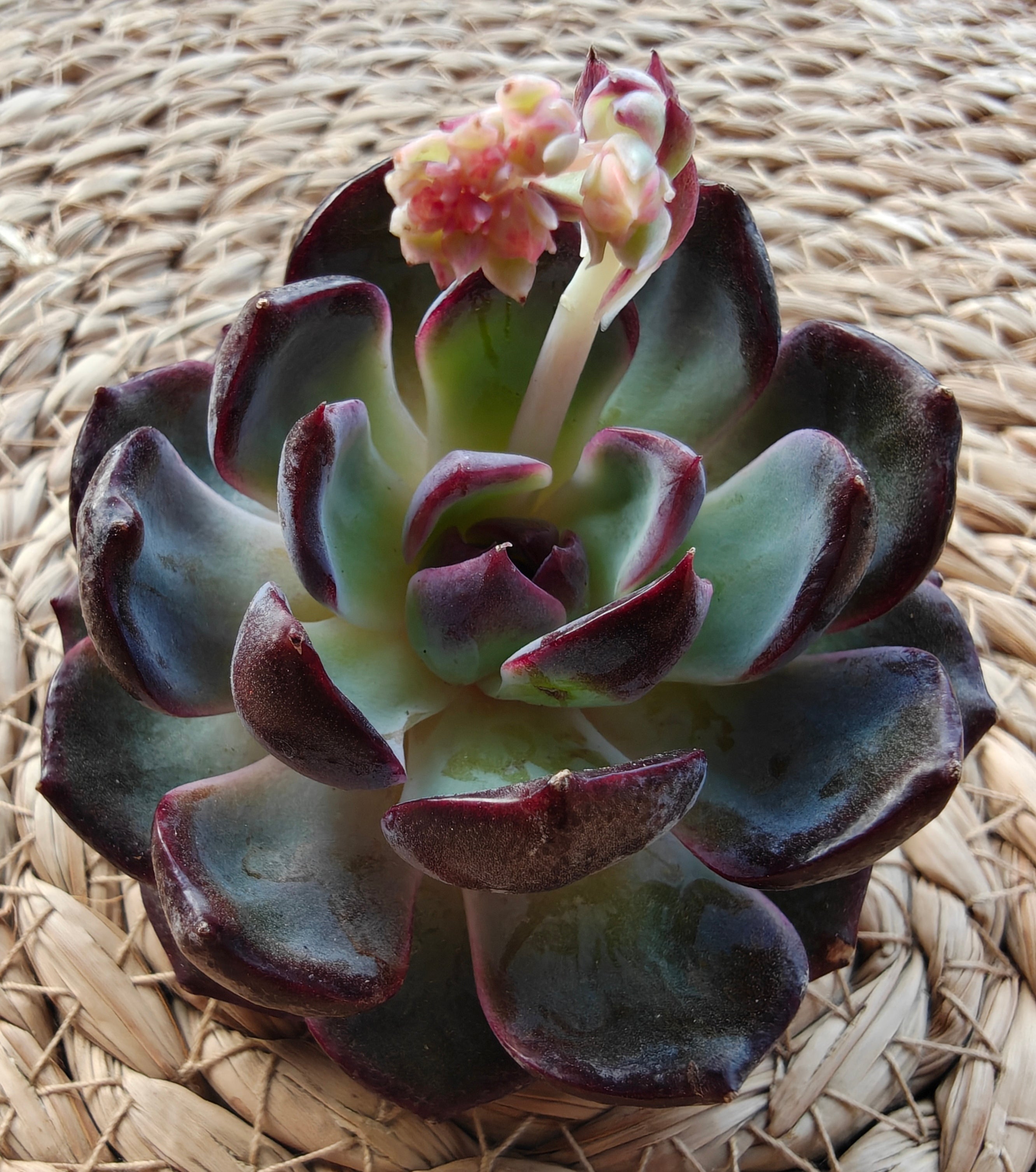 Echeveria ‘Black Prince’ – Bare Root Succulent
