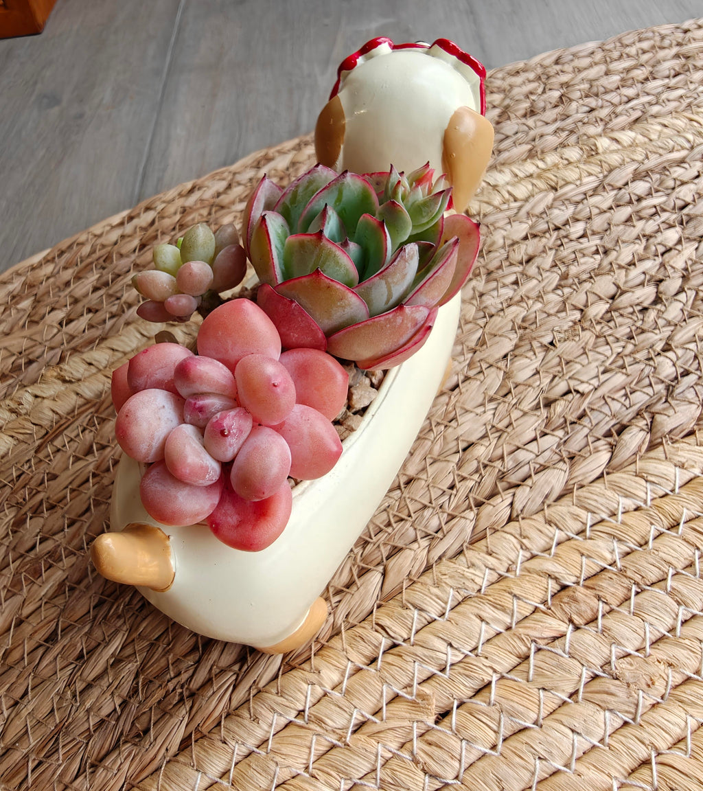 Succulent Dachshund Planter – Mixed Succulent Arrangement (Heart Sunglasses) - SlowBloomGreens