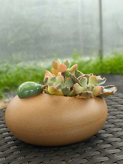 Succulent Seven-Spotted Ladybug Planter – Handcrafted Succulents