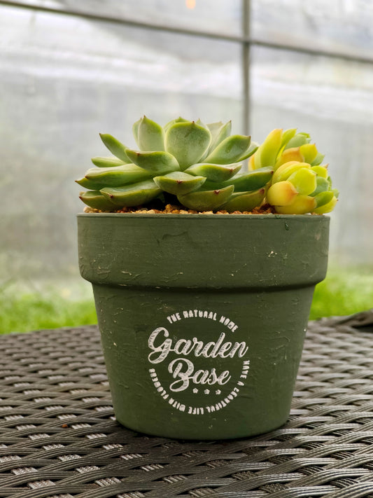 Succulent Rustica Garden Planter – Echeveria Onslow & Elegans - SlowBloomGreens