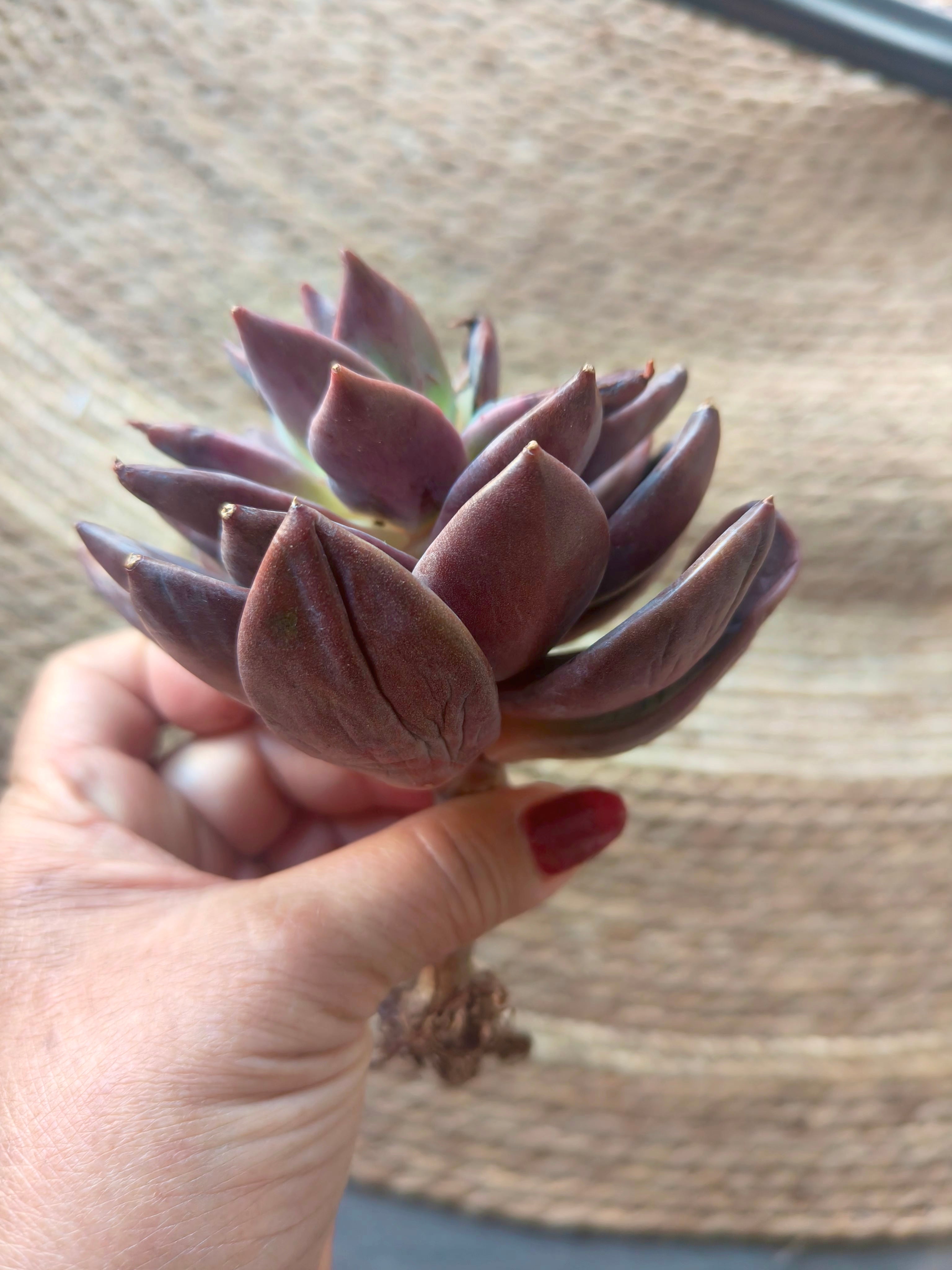 Echeveria 'Purple Champagne' – Bare Root Succulent - SlowBloomGreens