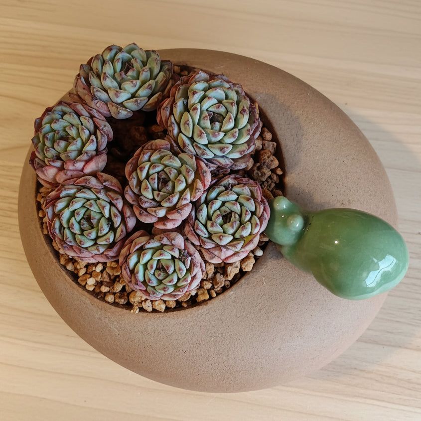 Succulent Snail Planter – Echeveria Minima (7-Headed Cluster) - SlowBloomGreens