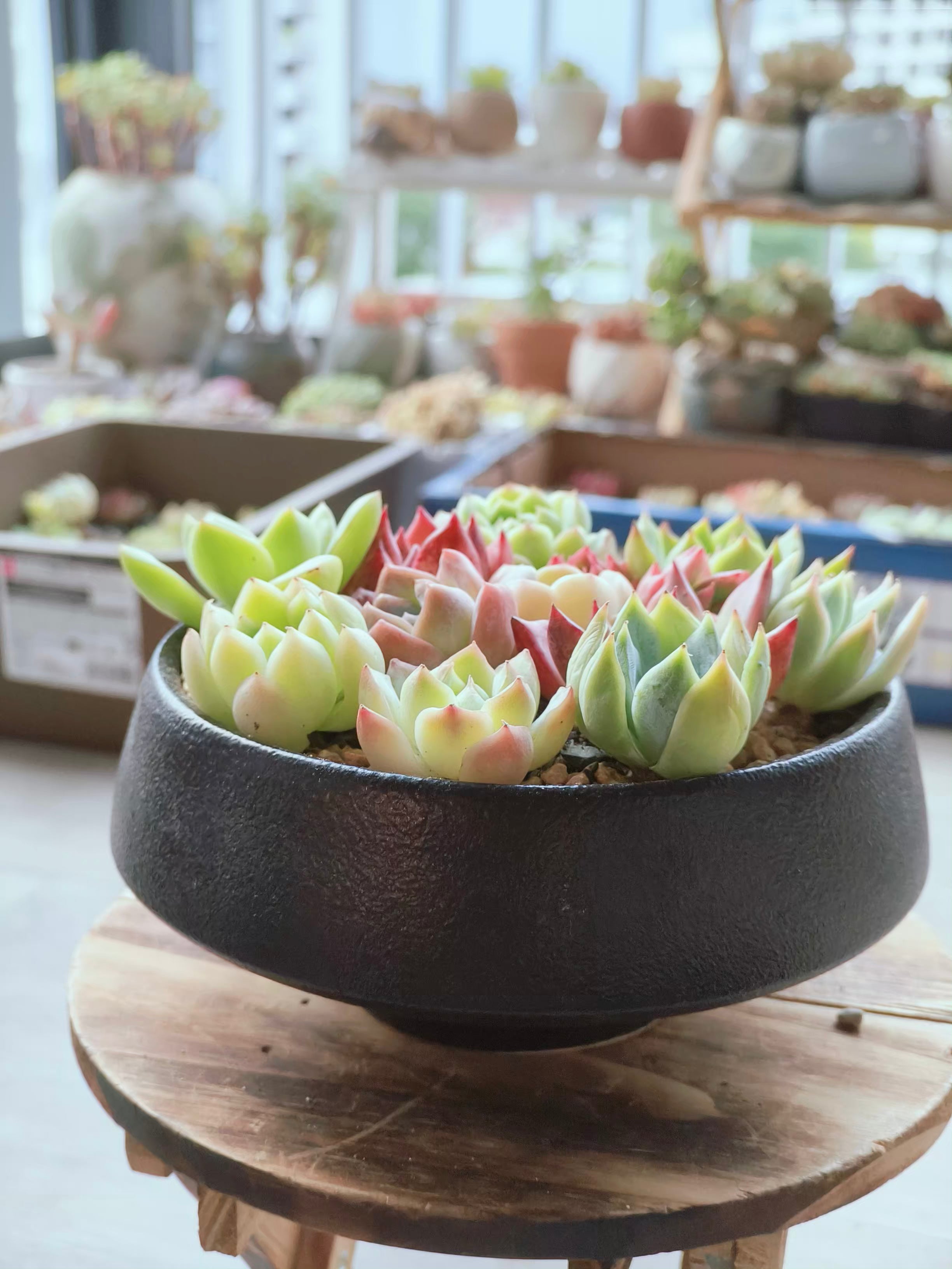 Succulent DIY Kit – Create Your Own Green Haven with 12 mini succulents - SlowBloomGreens