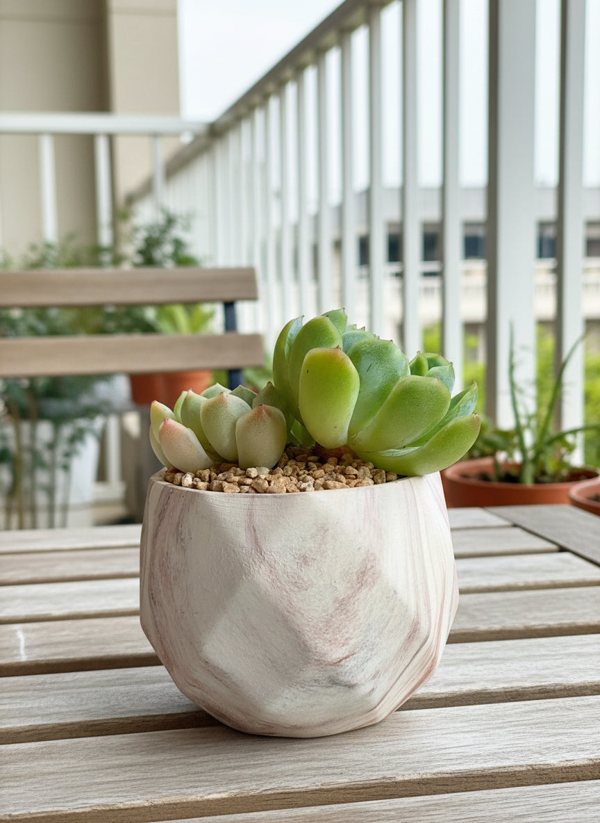 Succulent Classic Marble Brown Planter – Echeveria 'Lime n Chili'