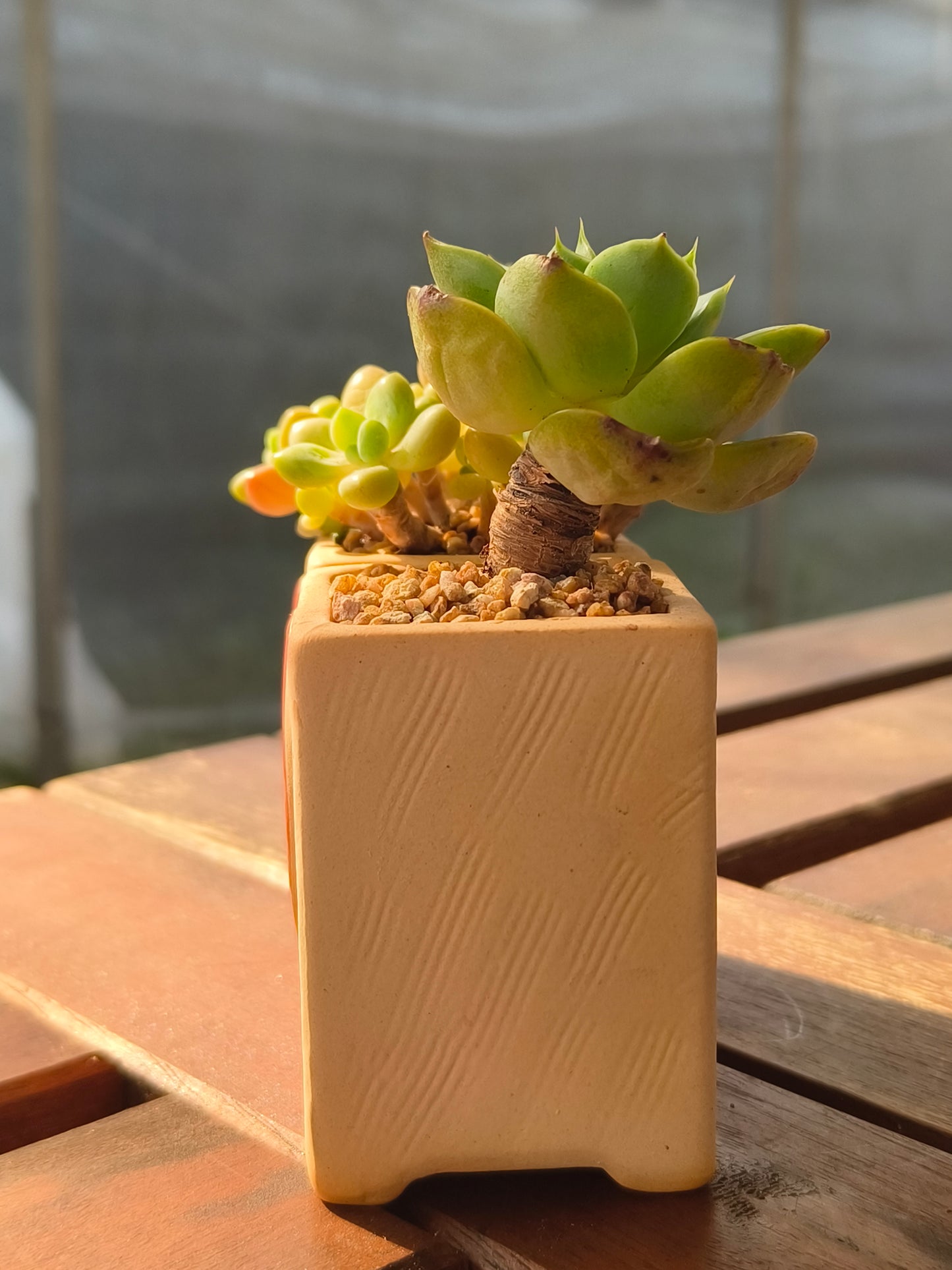 Succulent Heart Duo – The Perfect Gift of Love and Growth