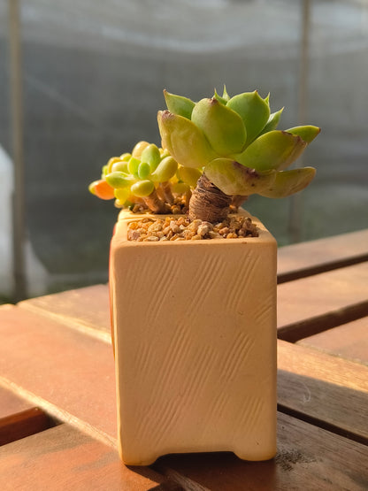 Succulent Heart Duo – The Perfect Gift of Love and Growth