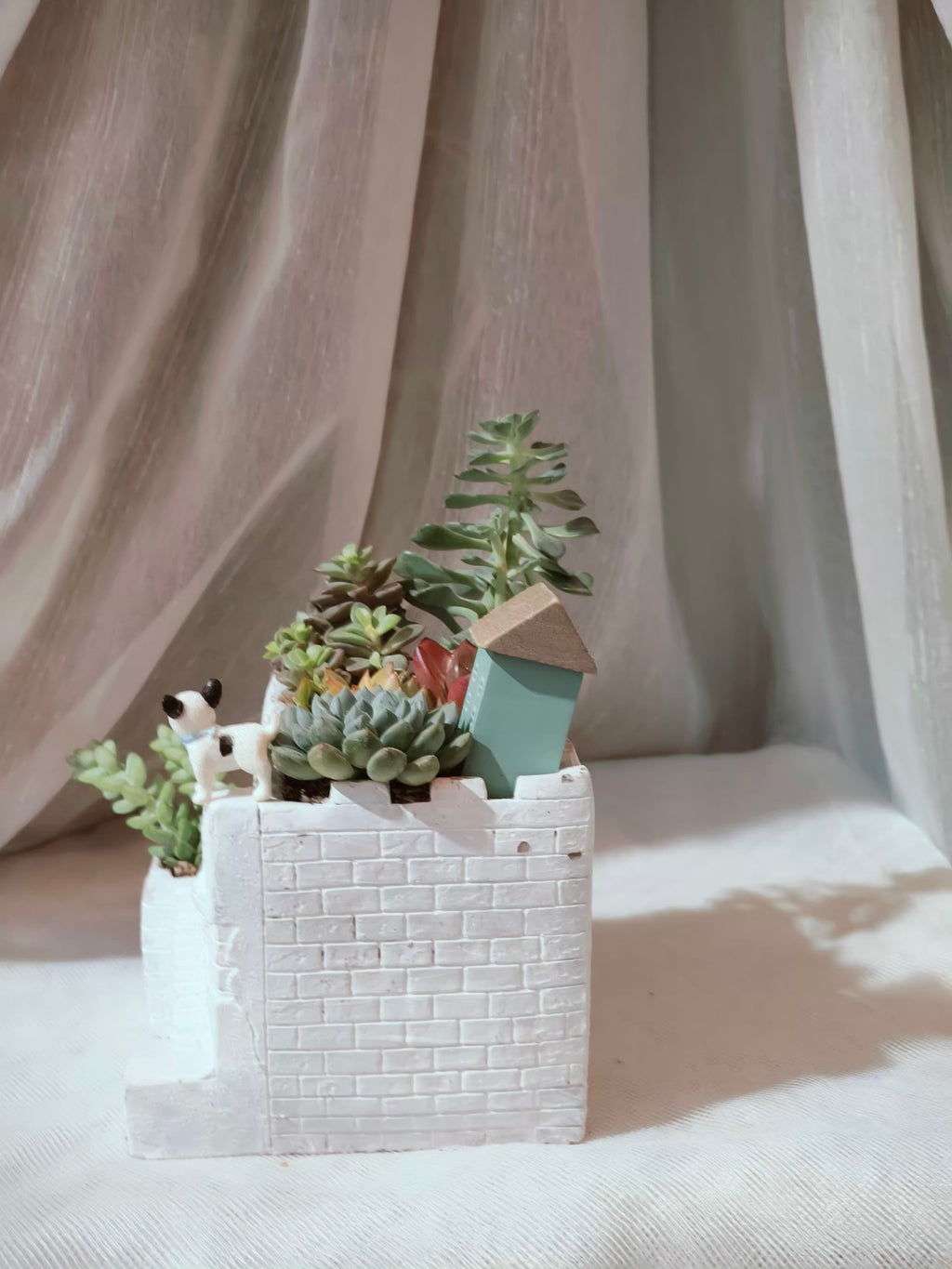 Succulent Sakura Blue - Sedum Lucidum - SlowBloomGreens