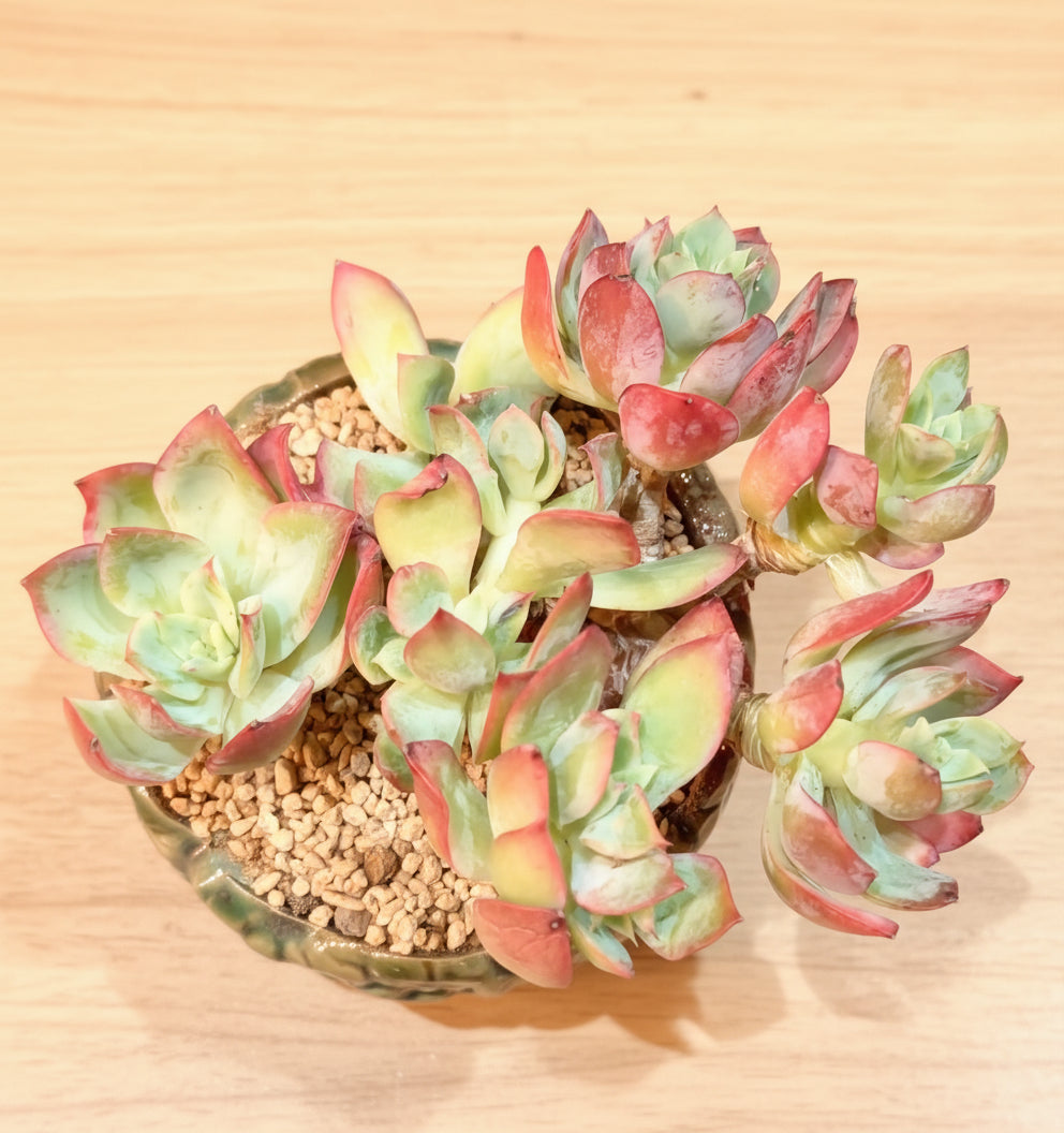 Succulent Rustica Flora Planter – Echeveria 'Silk Veil' - SlowBloomGreens