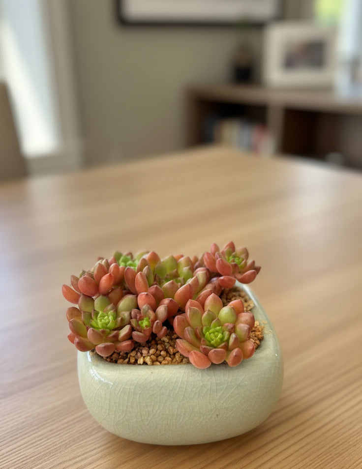 Succulent Zen Square Pastel Blue Planter – Sedeveria ‘Pink Ruby’ - SlowBloomGreens