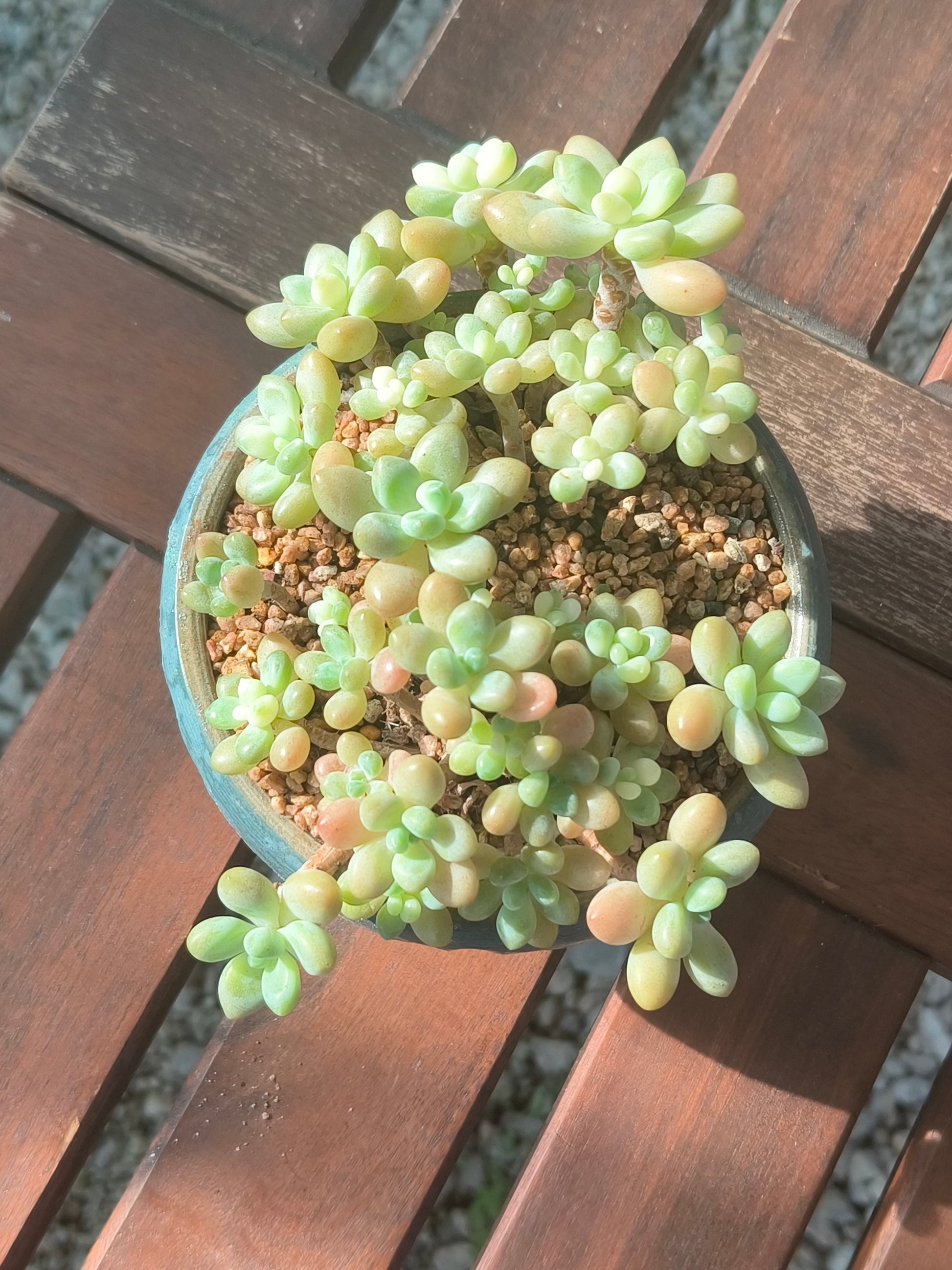 Succulent Moonlit Bloom Planter – Blue-Green with Graptopetalum Mendoza - SlowBloomGreens