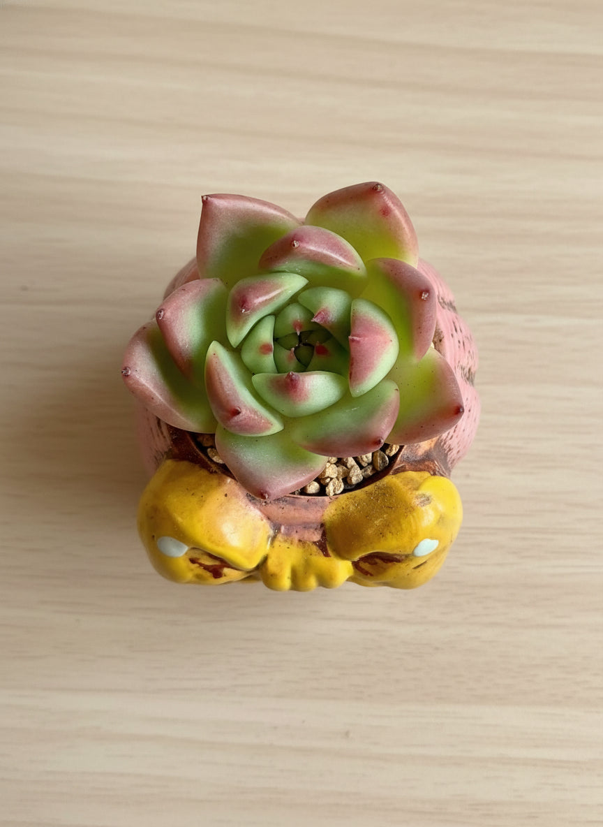 Succulent Pink Polka Dot Bow Planter – Echeveria agavoides 'Christmas Eve' - SlowBloomGreens