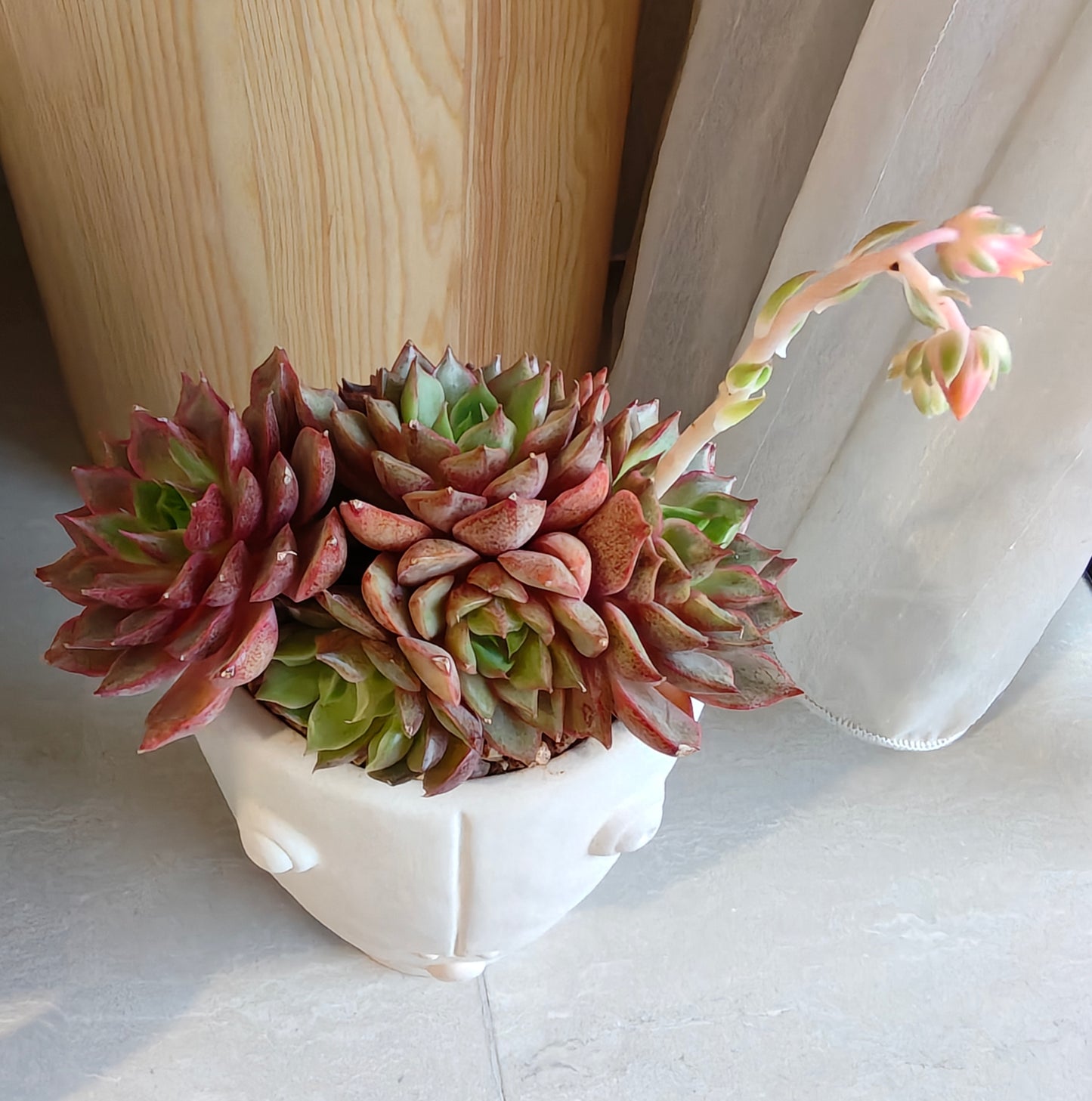 Succulent Serene Muse Face Planter – Echeveria Agavoides (4-Headed Blooming) - SlowBloomGreens