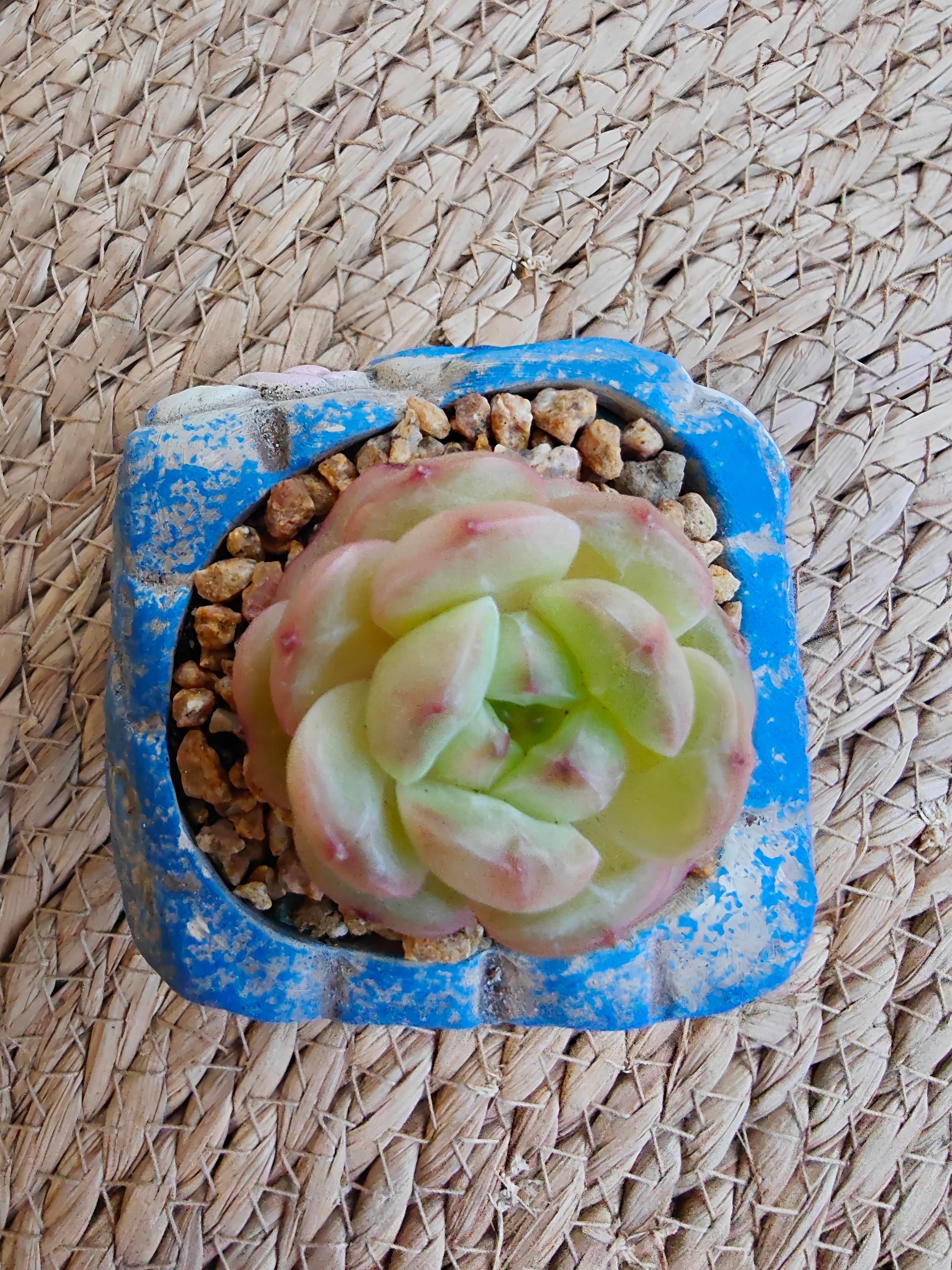 Rustic Bloom Succulent Planter – Echeveria hybrid - SlowBloomGreens
