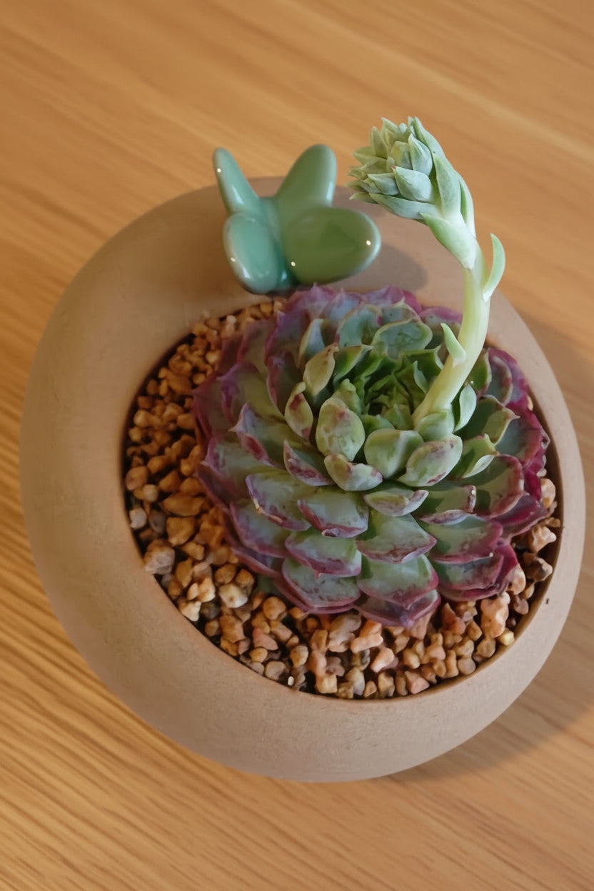Succulent Butterfly Planter – Echeveria hybrid 'Red Hole (blooming) - SlowBloomGreens