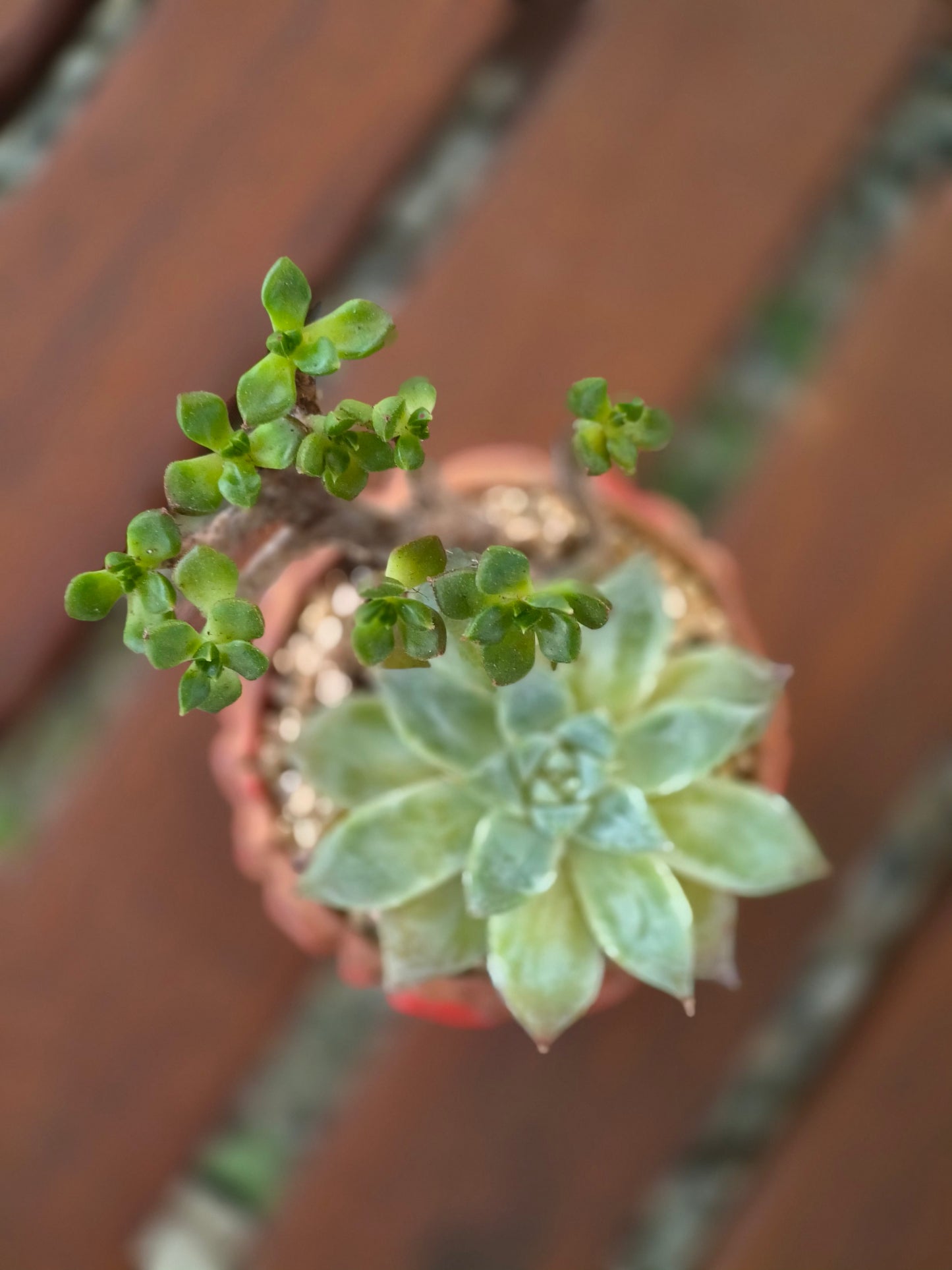 Succulent Rustica Ceramic Red – Handcrafted Succulents - SlowBloomGreens