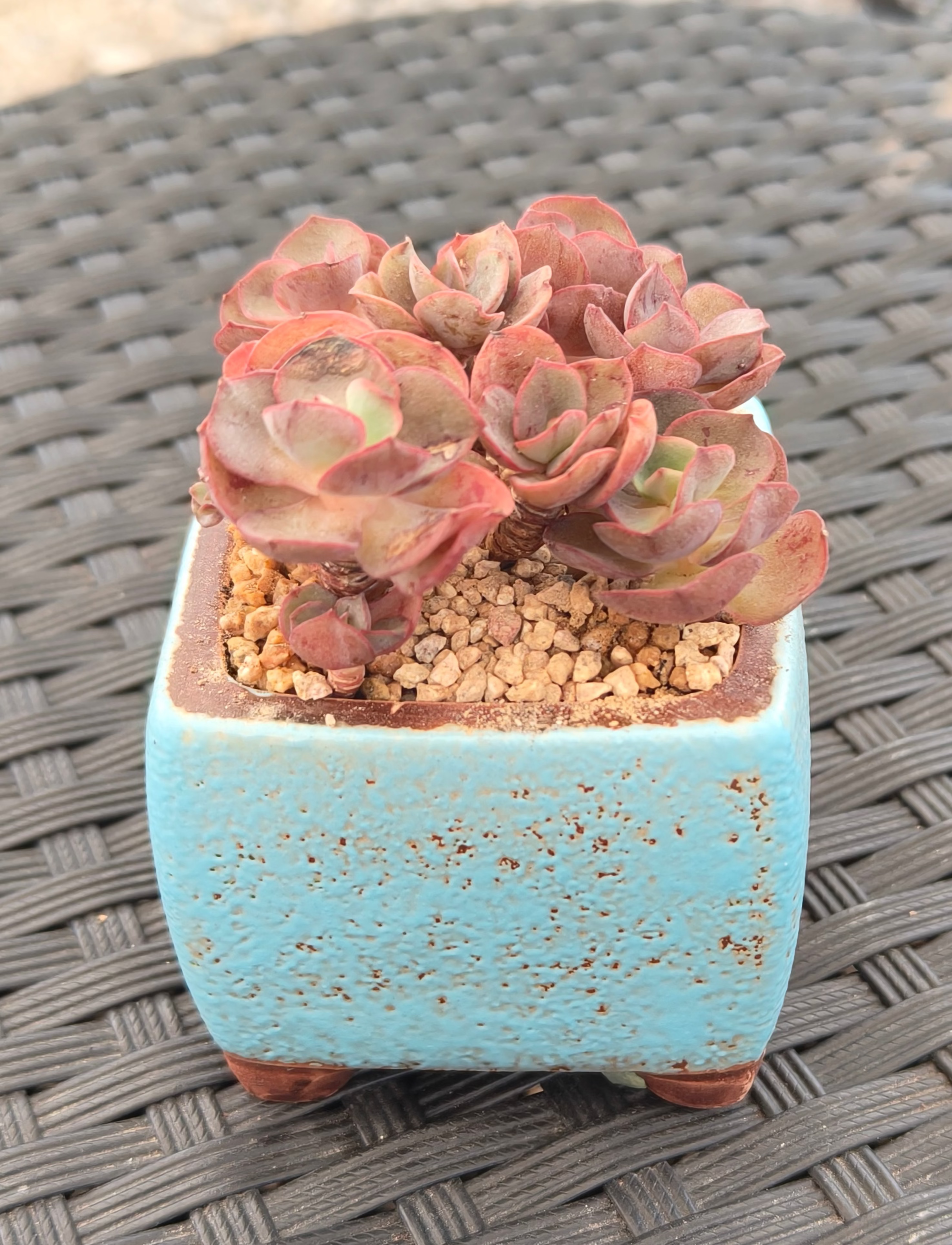 Succulent Festive Yellow Bow Square Planter – Echeveria ‘Suyon’ - SlowBloomGreens