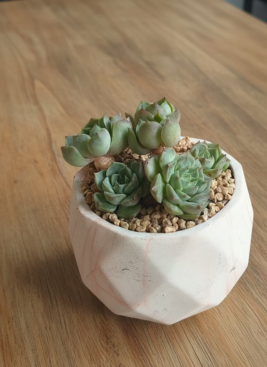 Succulent Classic Marble Orange Planter – Echeveria Elegans