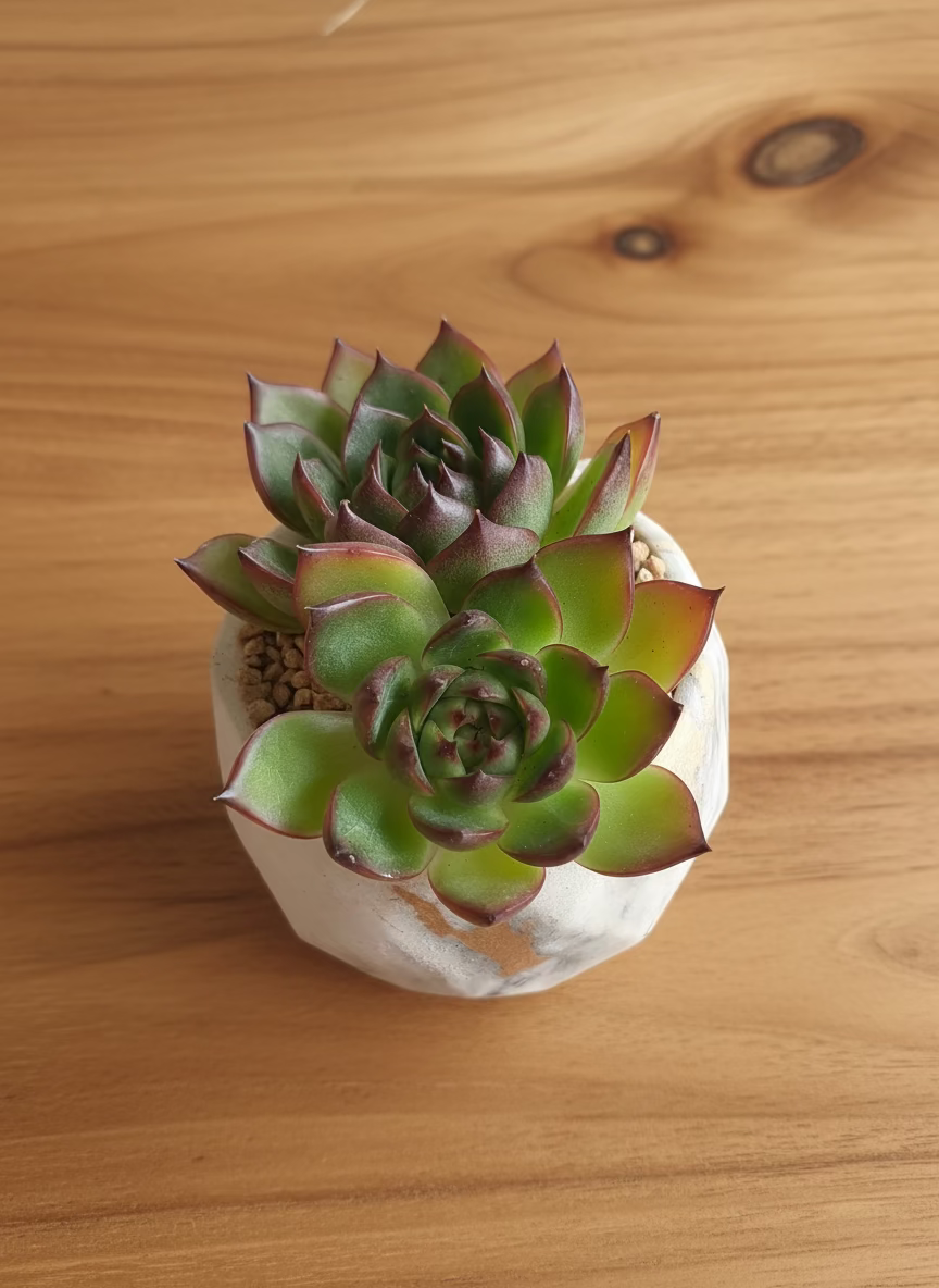 Succulent Classic Marble Gold Planter - Echeveria Agavoides