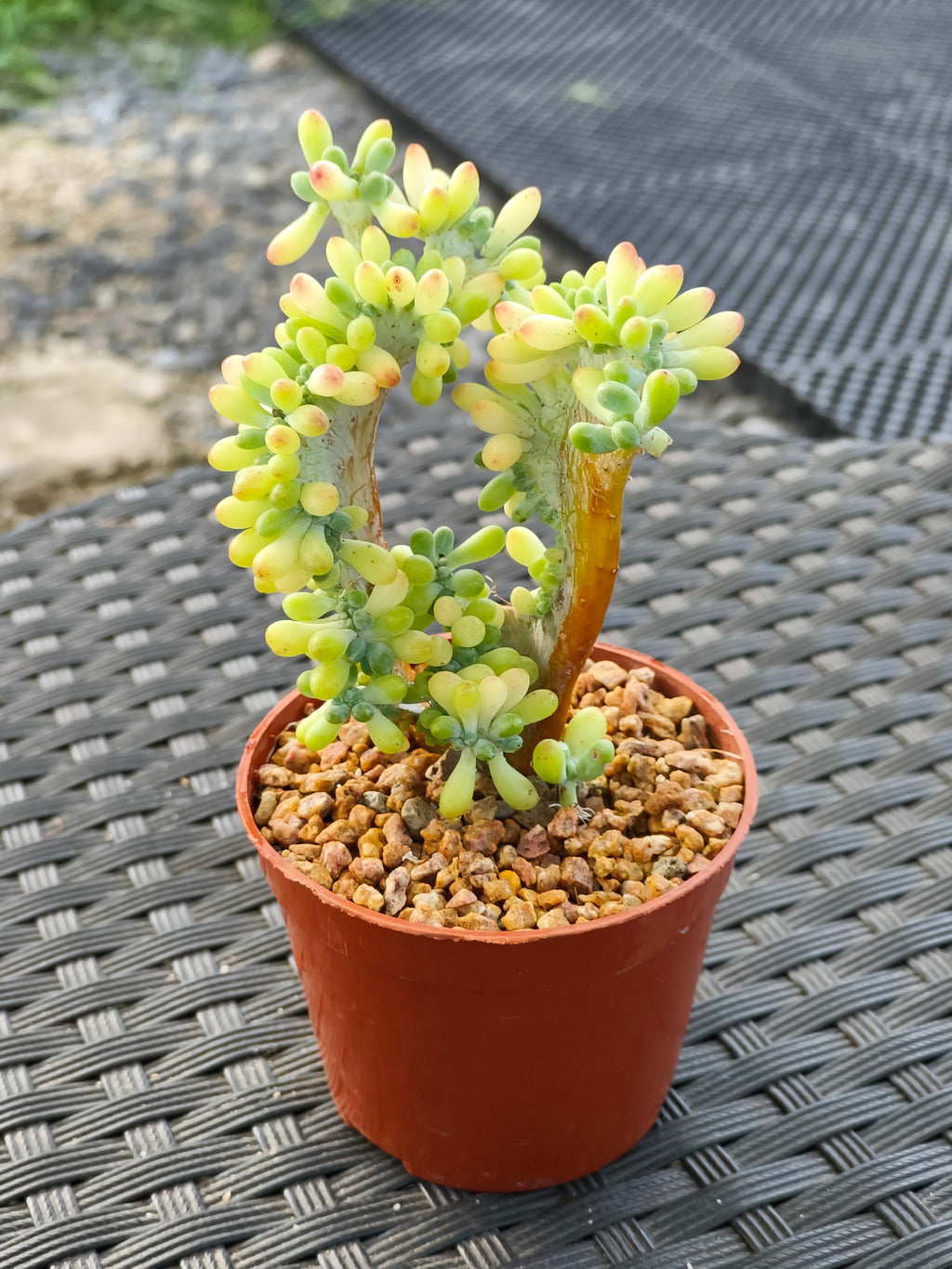 Succulent Starter Planter - Sedum Pachyphyllum 'Jellybeans' - SlowBloomGreens