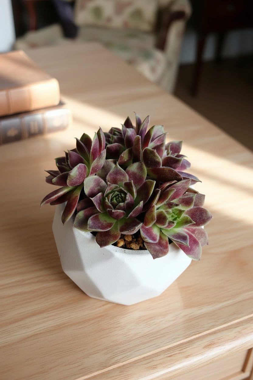 Classic Marble Gold Planter – Sempervivum 'Stansfieldii' (Hens & Chicks') - SlowBloomGreens
