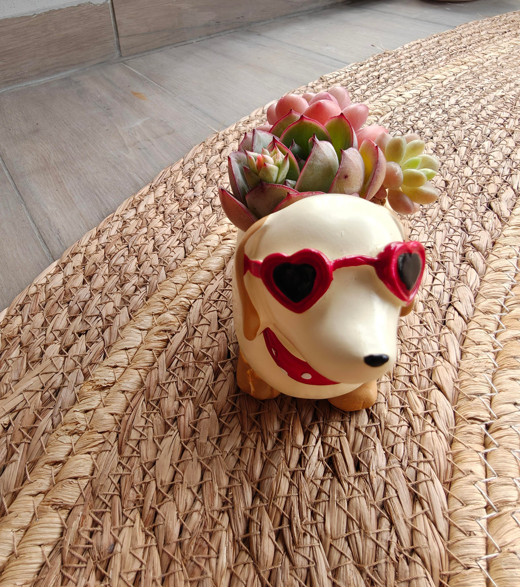 Succulent Dachshund Planter – Mixed Succulent Arrangement (Heart Sunglasses) - SlowBloomGreens