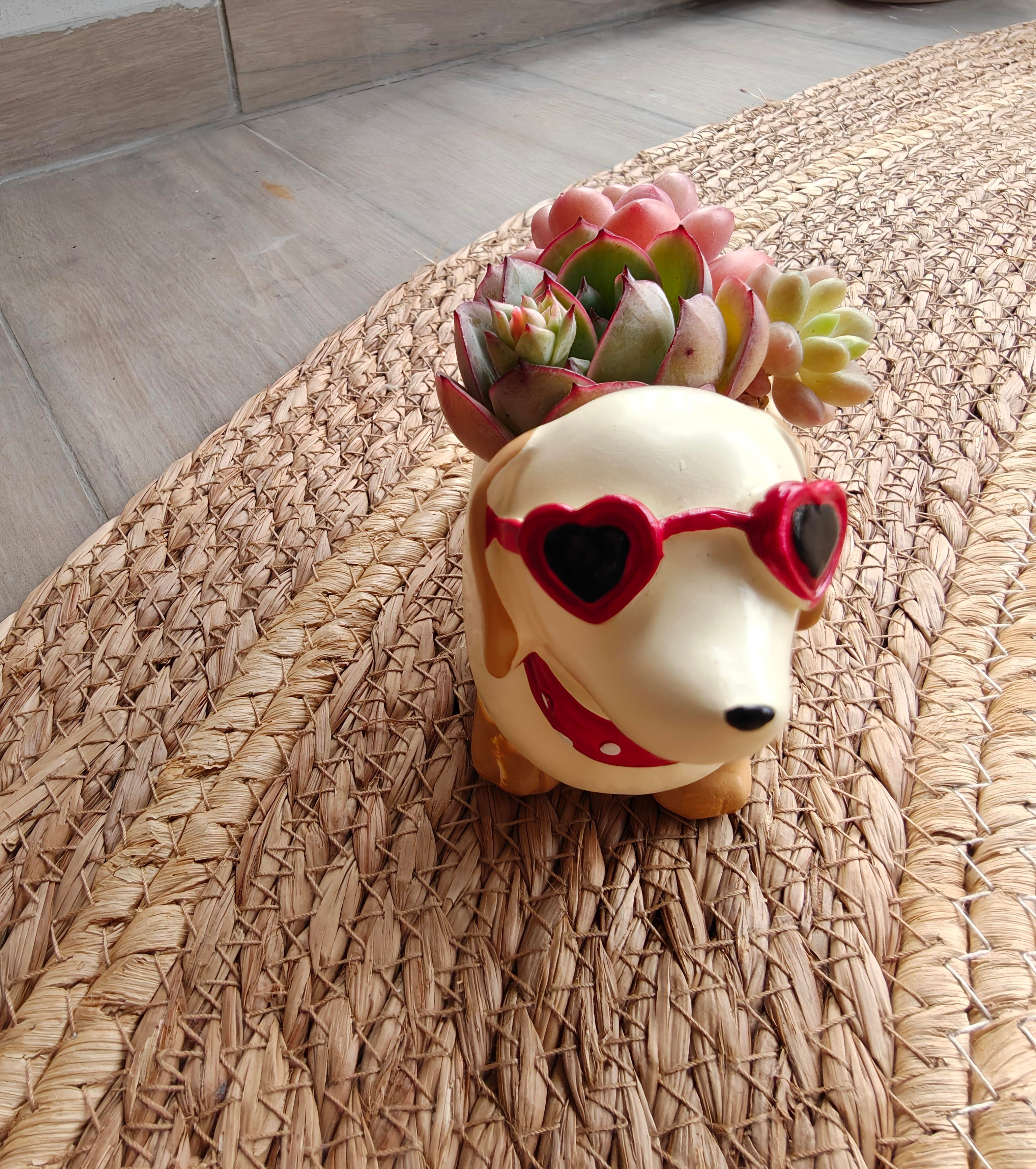 Succulent Dachshund Planter – Mixed Succulent Arrangement (Heart Sunglasses)