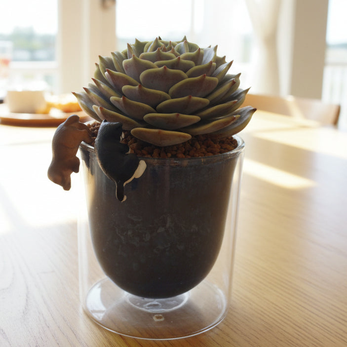 Succulent Glass Oasis Planter – Echeveria ‘Lola’ - SlowBloomGreens