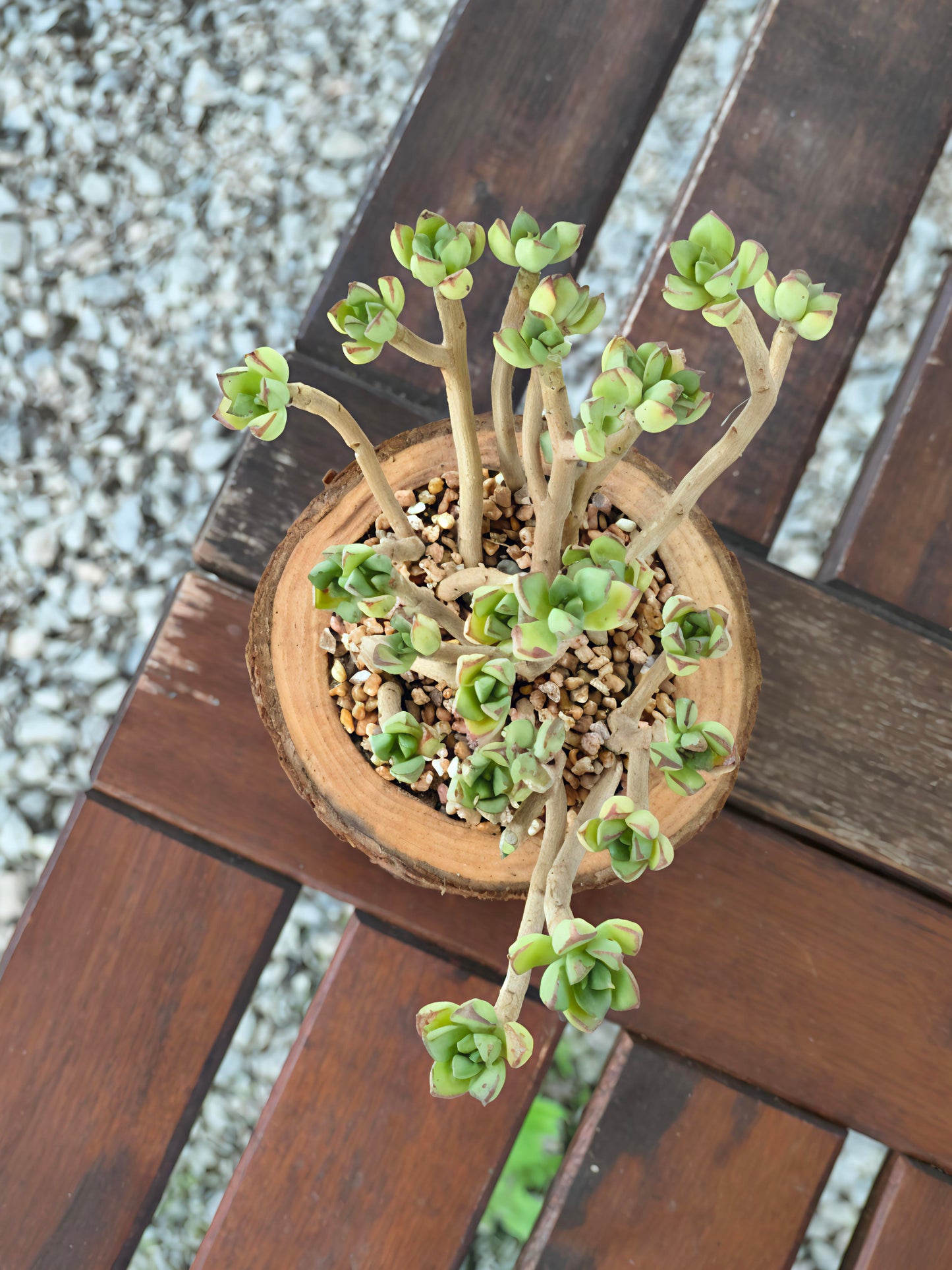 Succulent Nature Log - Echeveria Supia