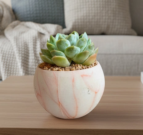 Succulent Elegant Round Orange Planter – Echeveria Elegans 'Mexican Snowball'