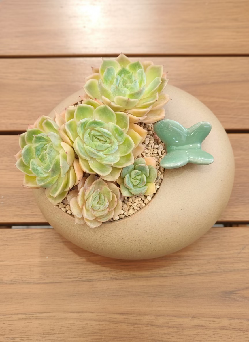 Succulent Butterfly Planter – Echeveria ‘Michella’