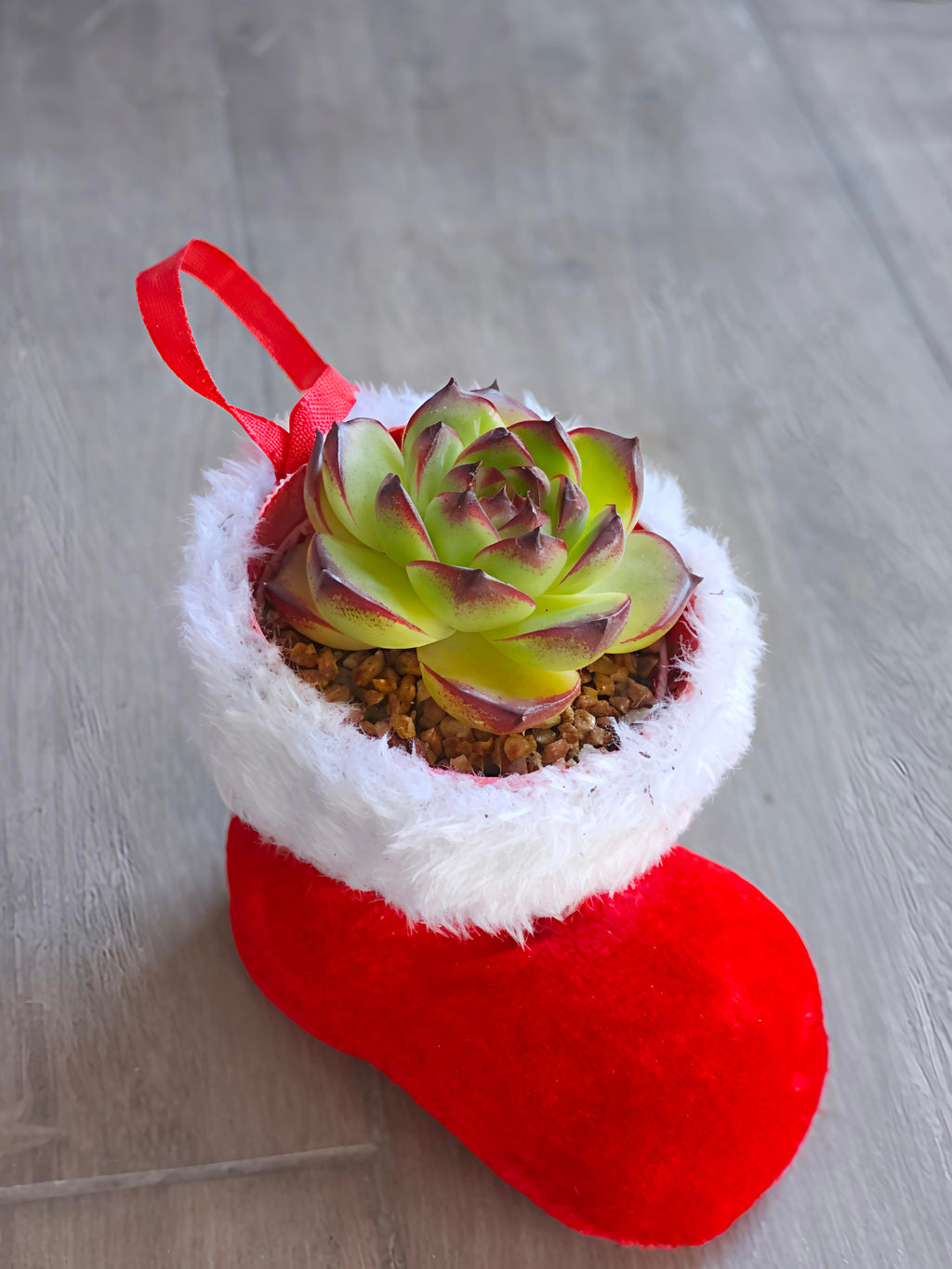 Succulent in Santa Boot | Festive Christmas Gift - Assorted Succulent - SlowBloomGreens