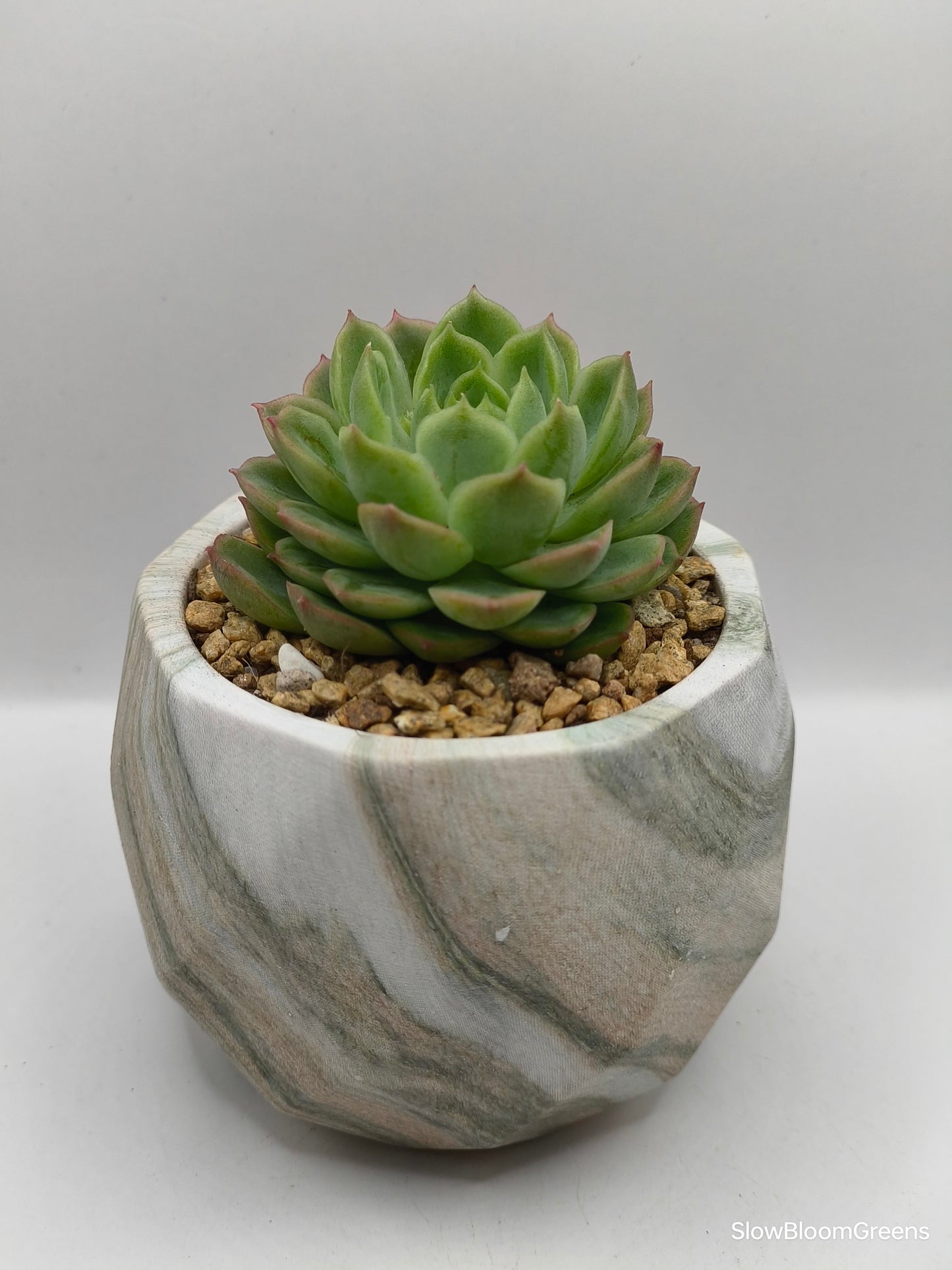 Succulent Classic Marble Earth Green Moss - SlowBloomGreens