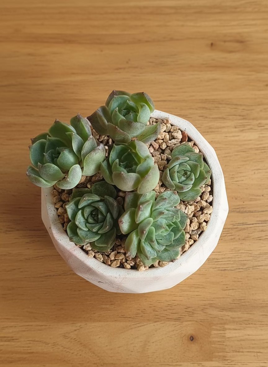 Succulent Classic Marble Orange Planter – Echeveria Elegans