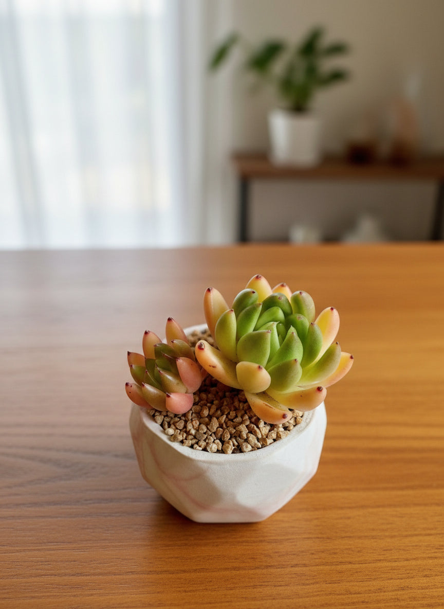 Succulent Classic Marble Orange Planter – Lipstick Echeveria