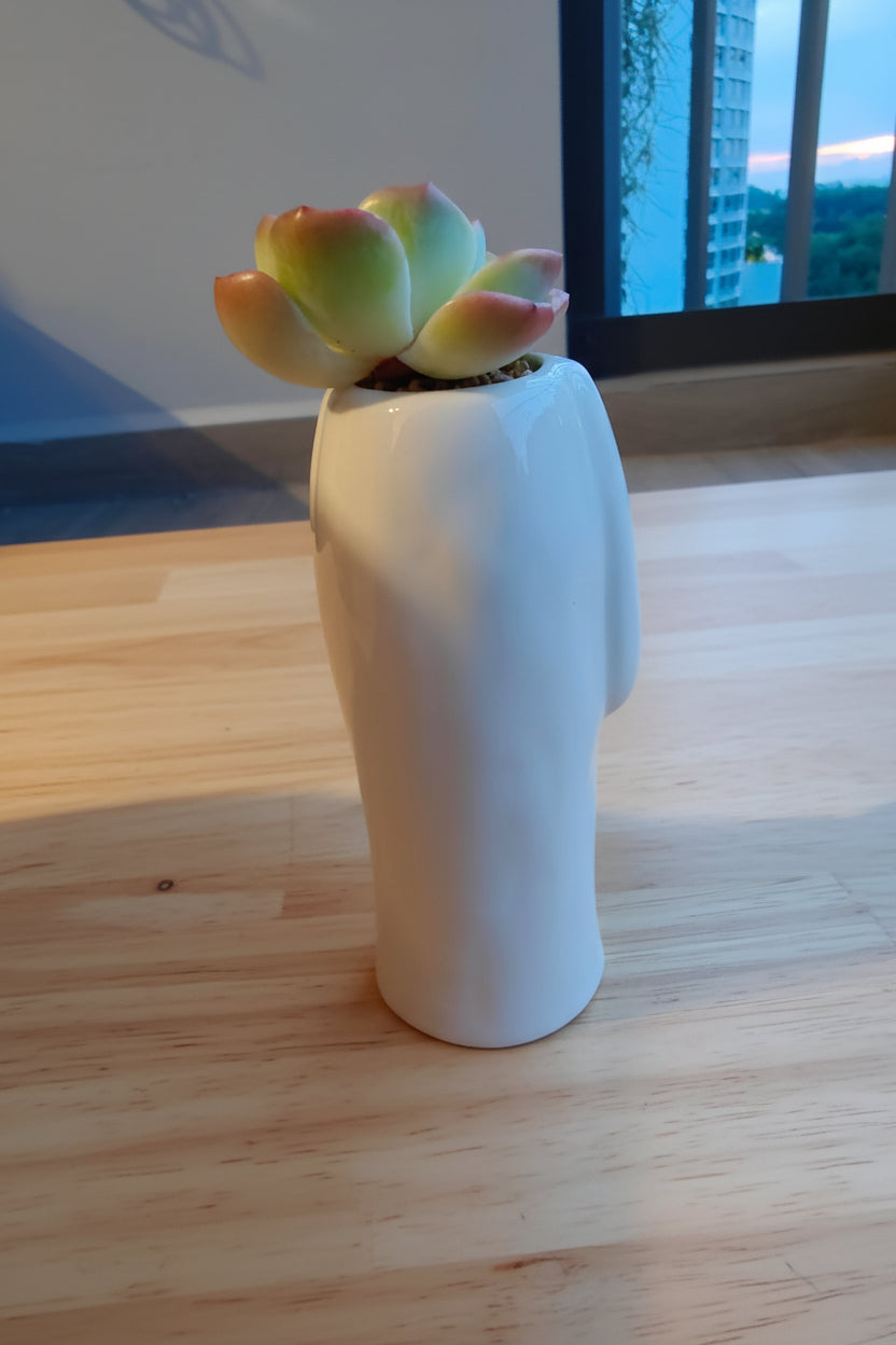 Succulent Bunny Bud Vase – Echeveria hybrid