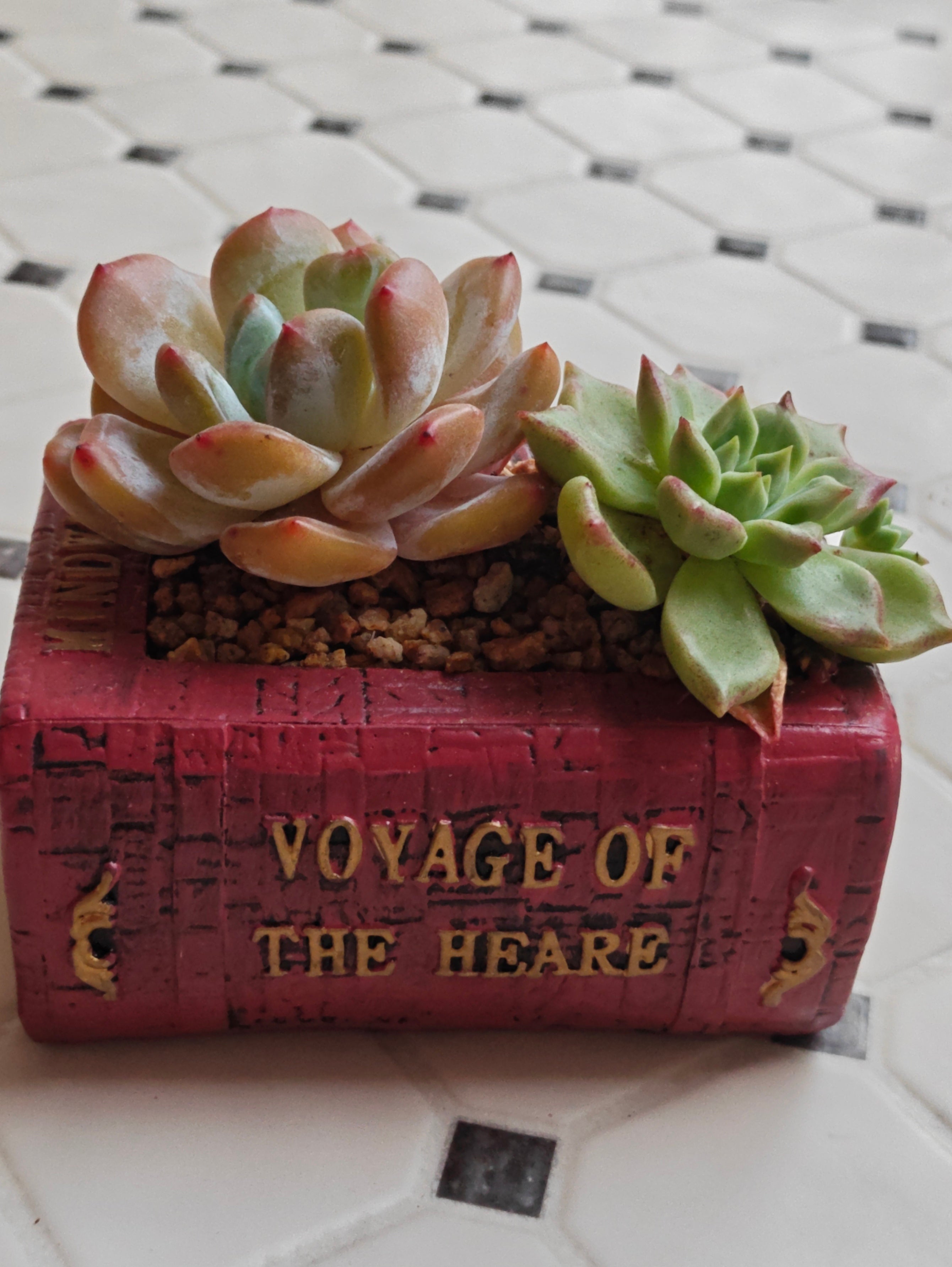 Succulent Book Nook Planter– Assorted Succulents