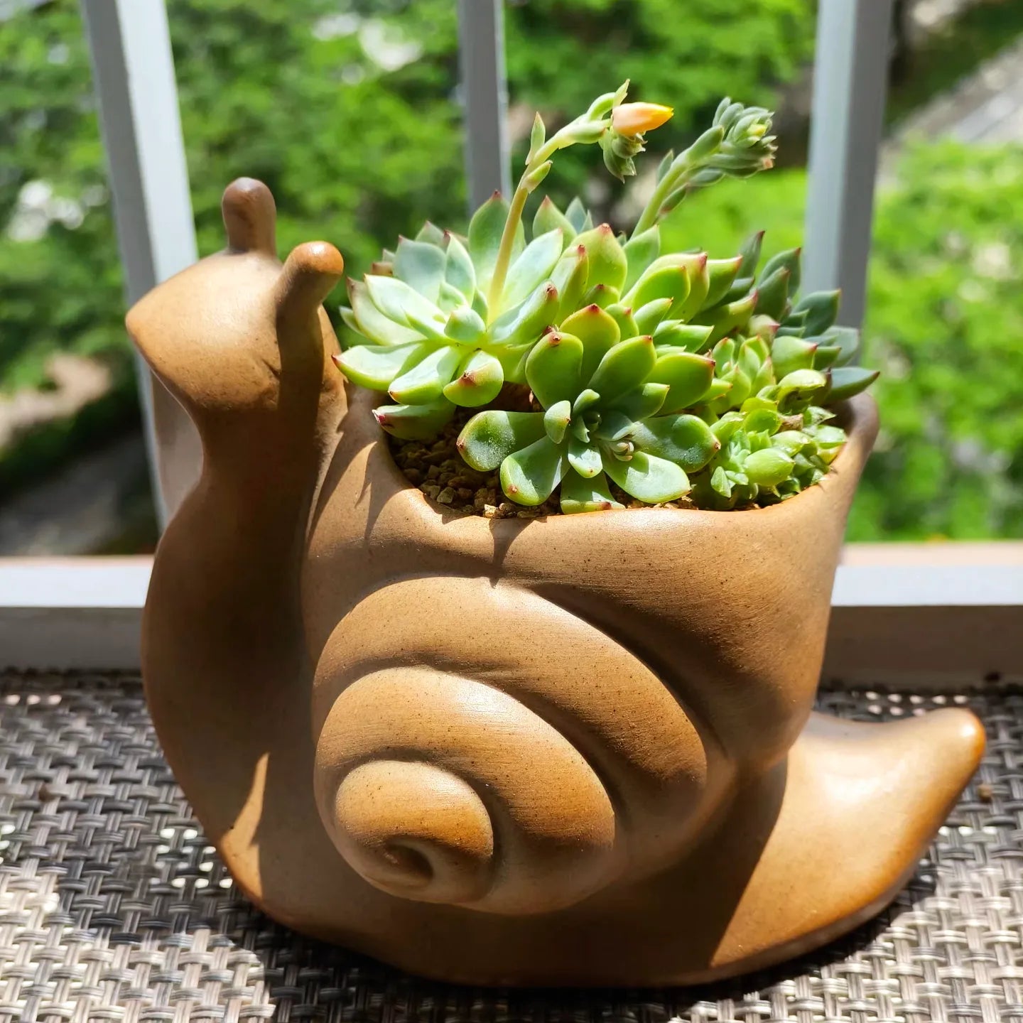Succulent Snail Suzy 🌸Blooming