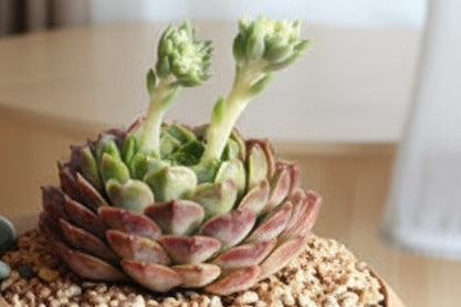 Succulent Butterfly Planter – Echeveria hybrid 'Red Hole (double blooming) - SlowBloomGreens