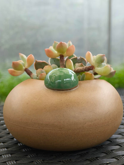 Succulent Seven-Spotted Ladybug Planter – Handcrafted Succulents