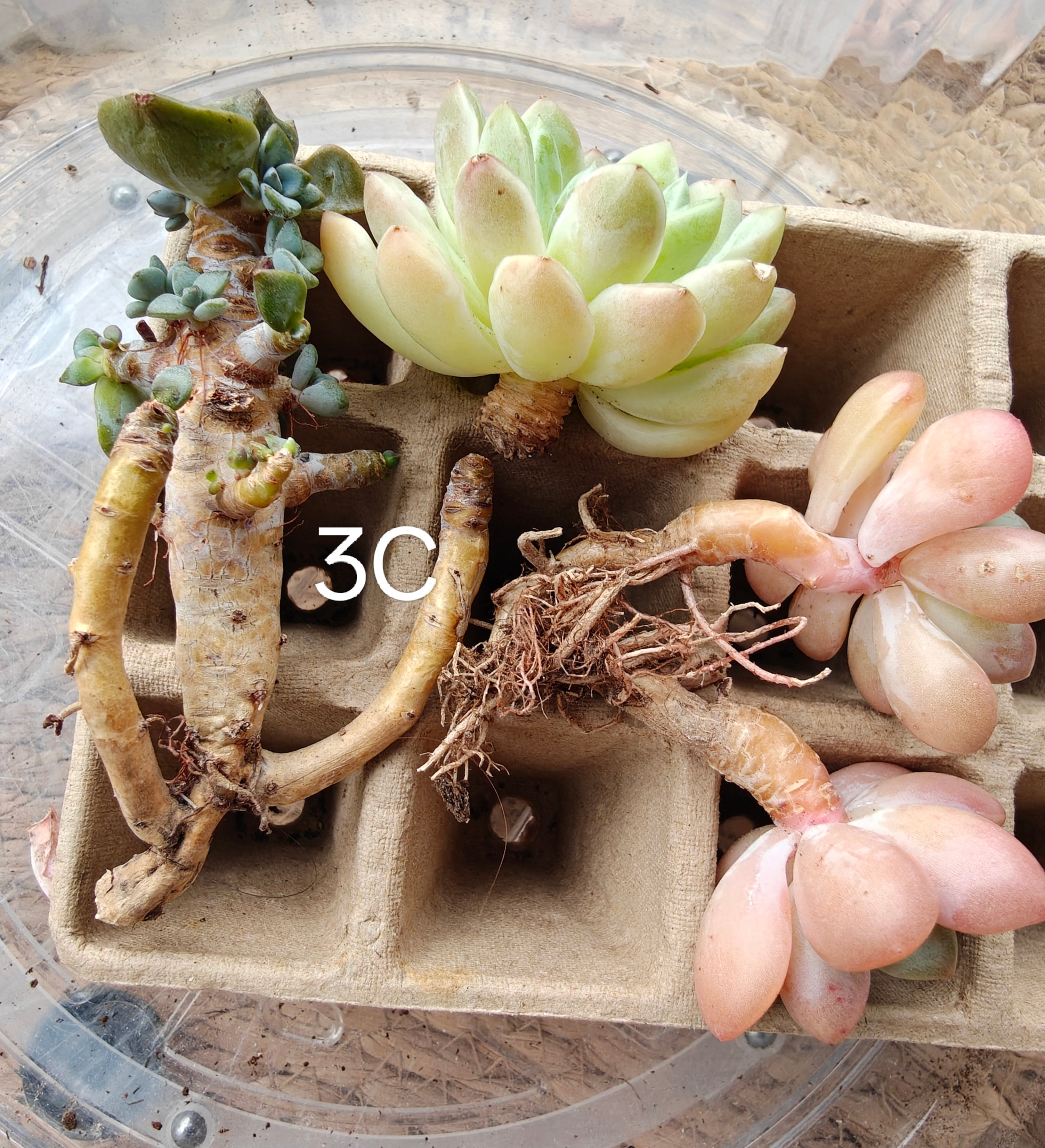 Bare Root Succulent Variety Pack – Choose 3 / 4 / 5 Types