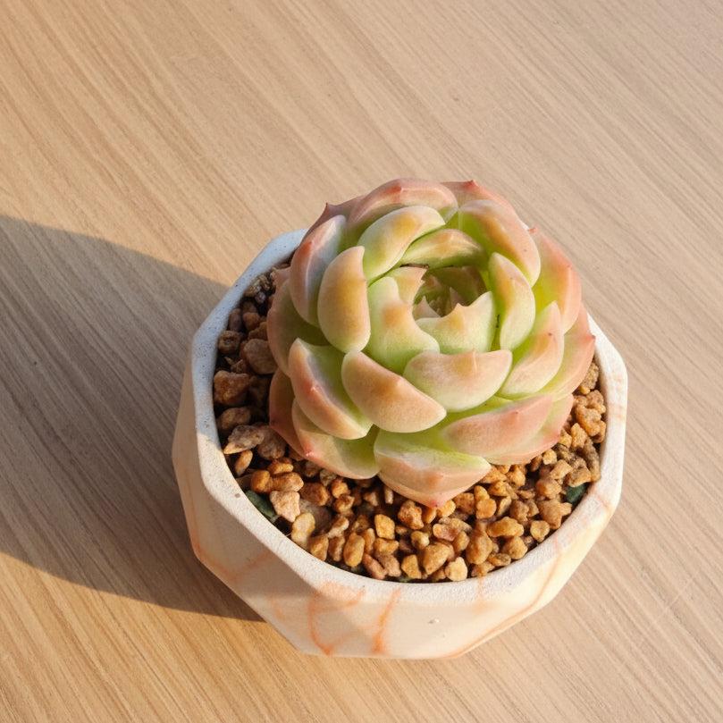 Classic Marble Orange Planter – Echeveria hybrid - SlowBloomGreens