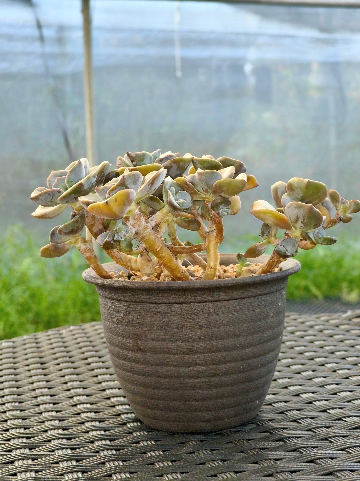 Succulent Starter Planter - Graptopetalum ‘Purple Delight’