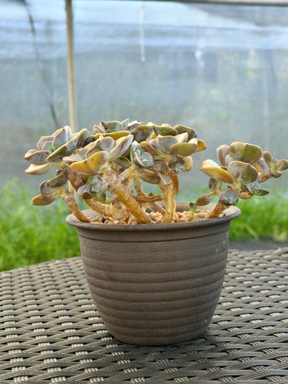 Succulent Starter Planter - Graptopetalum ‘Purple Delight’