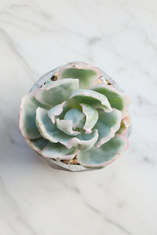 Classic Marble Grey Planter – Echeveria 'Berkley Light' - SlowBloomGreens