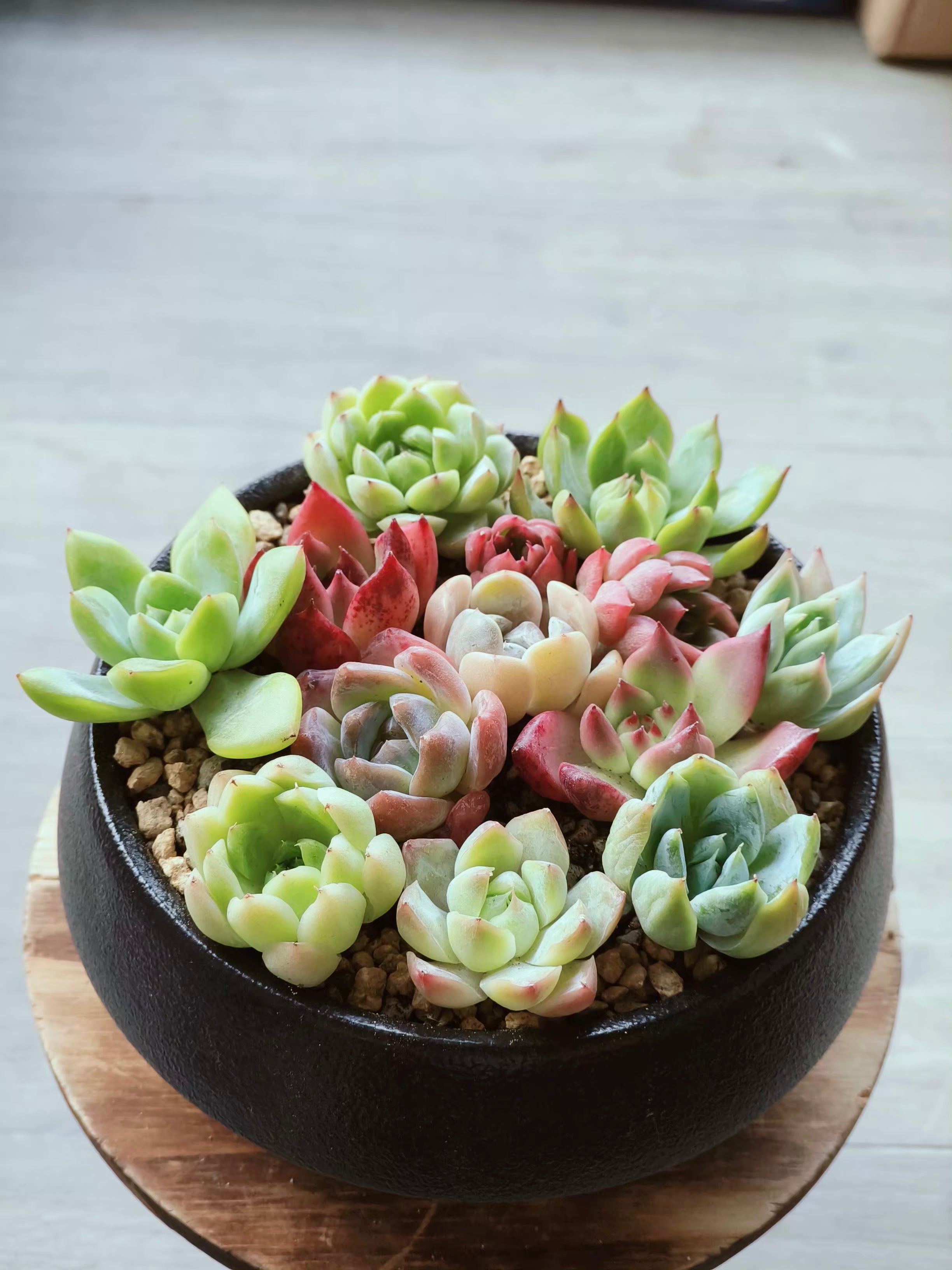 Succulent DIY Kit – Create Your Own Green Haven with 12 mini succulents - SlowBloomGreens