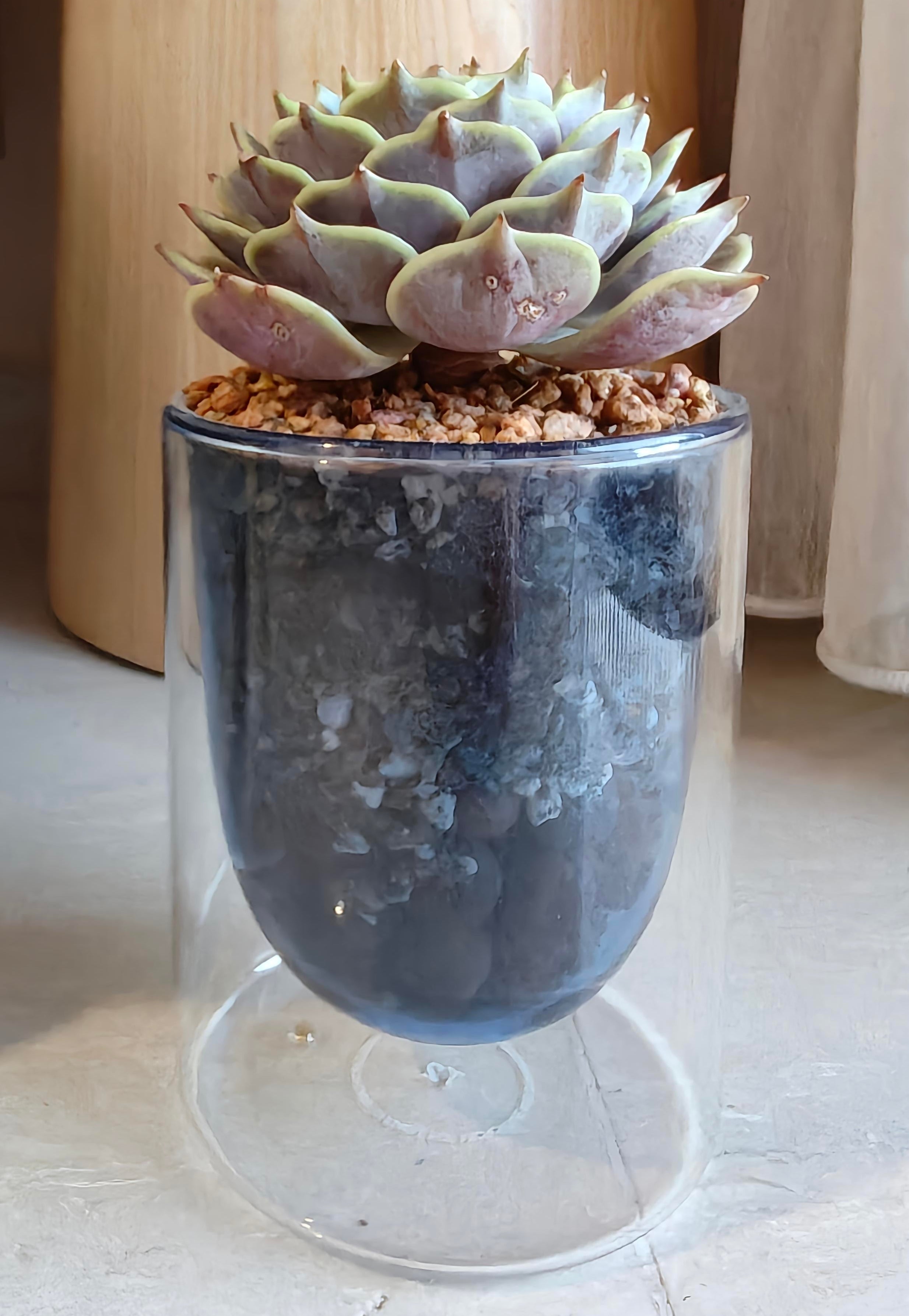 Succulent Glass Oasis Planter – Echeveria ‘Lola’ - SlowBloomGreens