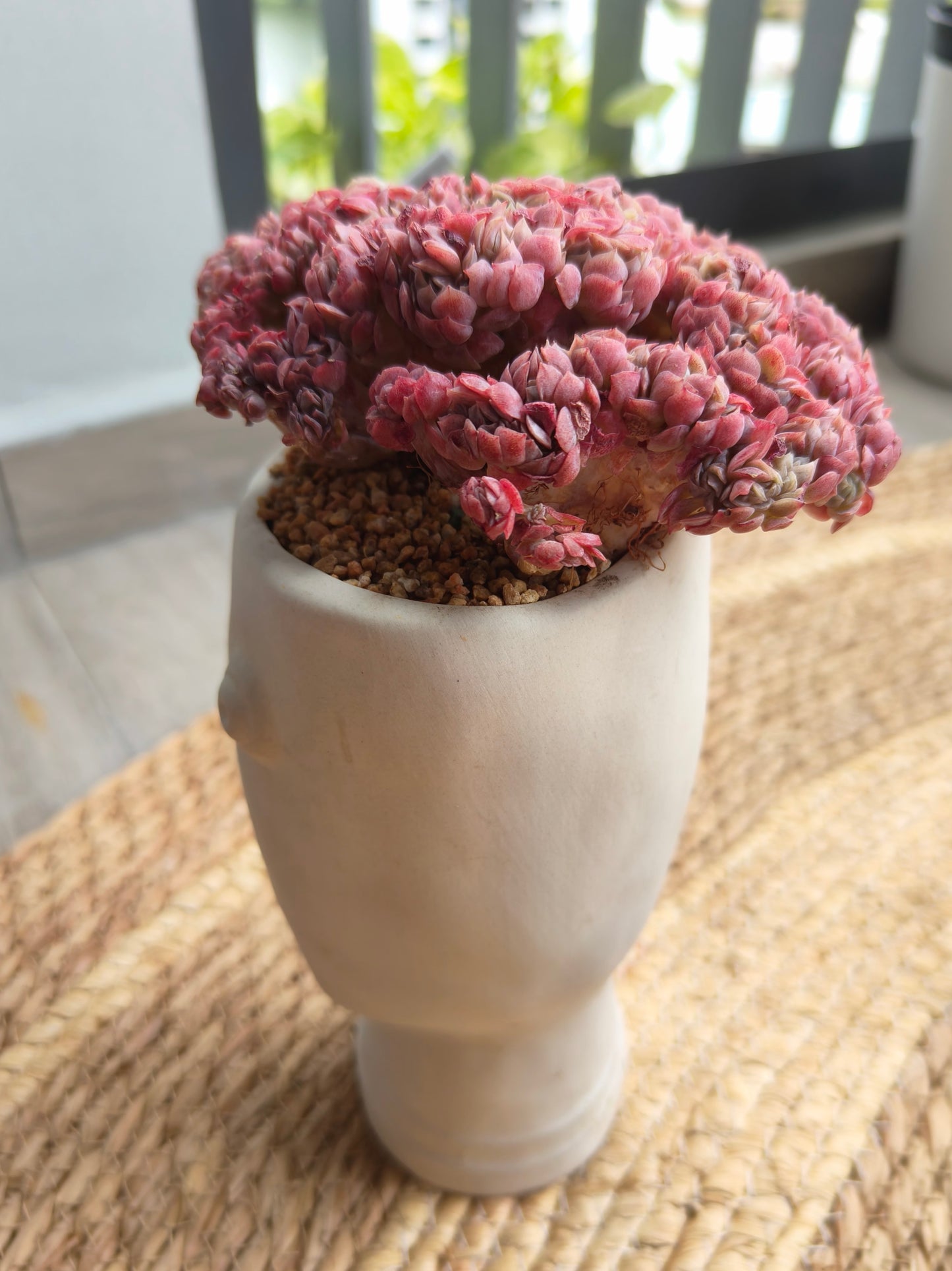Succulent Serene Muse Face Planter – Echeveria Raspberry crested *Sales 18% - SlowBloomGreens