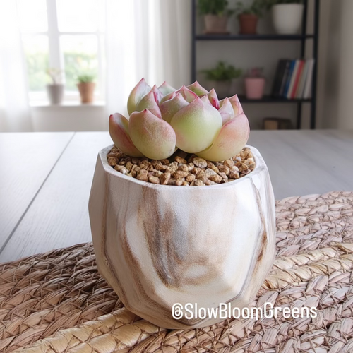 Classic Marble Brown Planter – Echeveria Hybrid - SlowBloomGreens